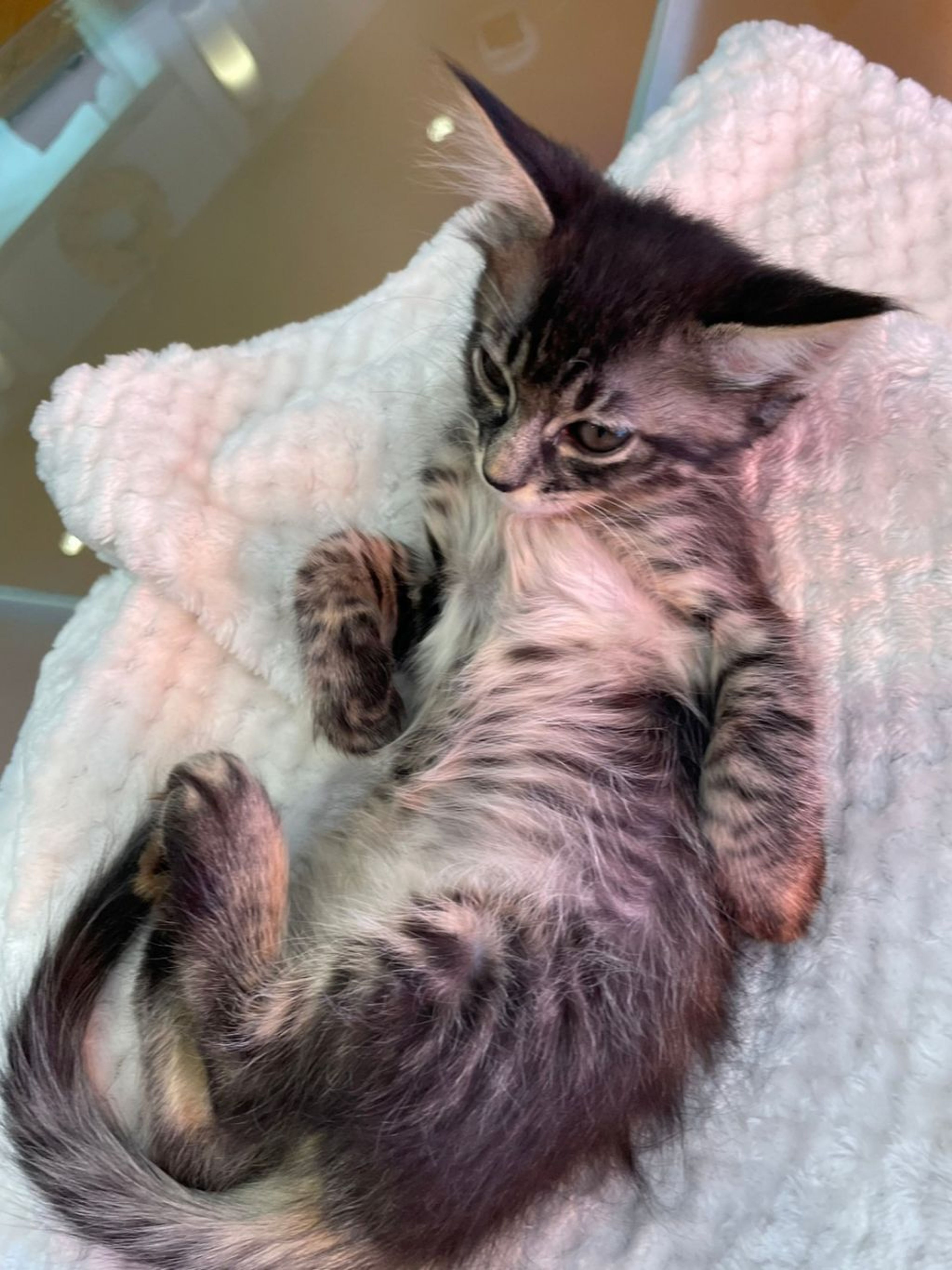 pet-image-5