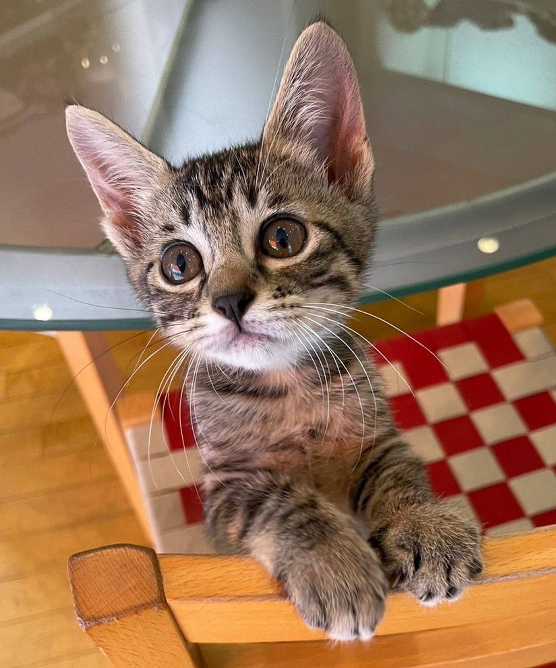雑種（ミックス猫）・メスの里親募集の写真