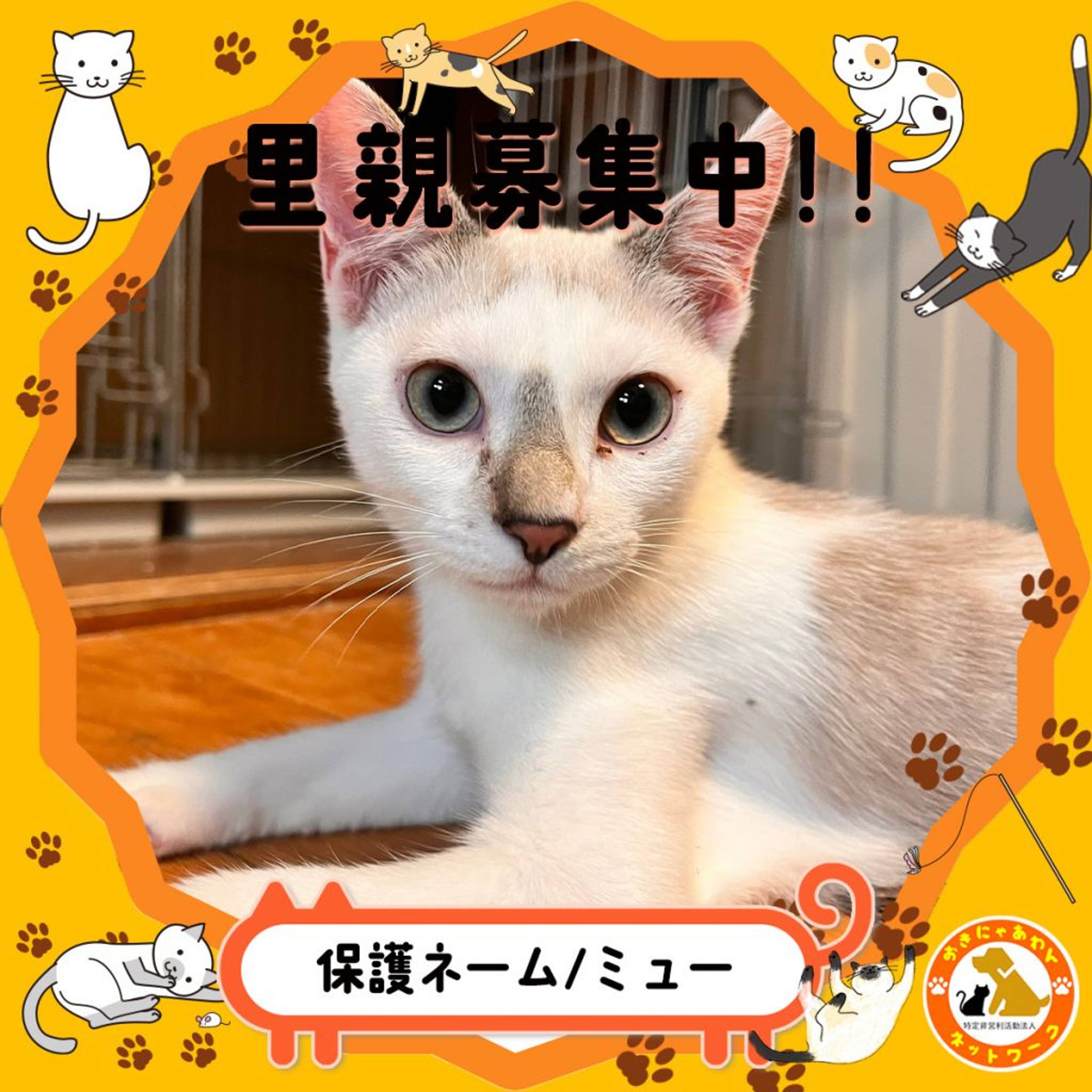 雑種（ミックス猫）・オスの里親募集の写真