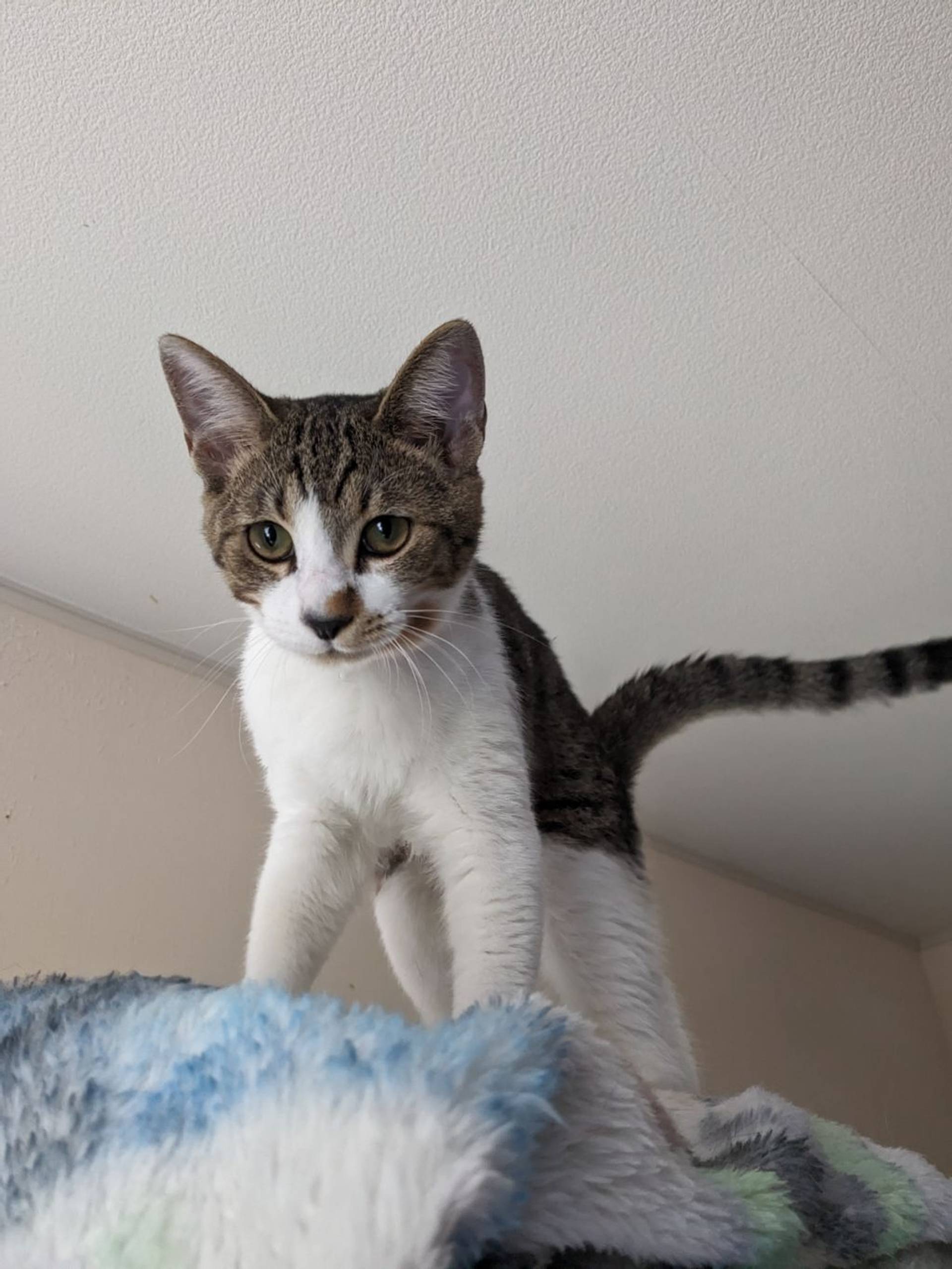 雑種（ミックス猫）・オスの里親募集の写真