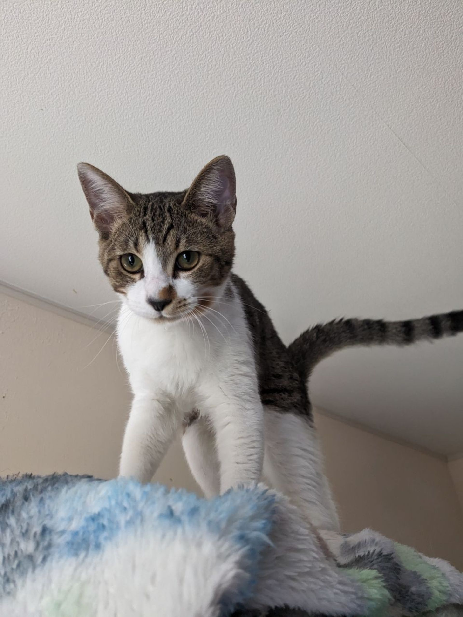 雑種（ミックス猫）・オスの里親募集の写真