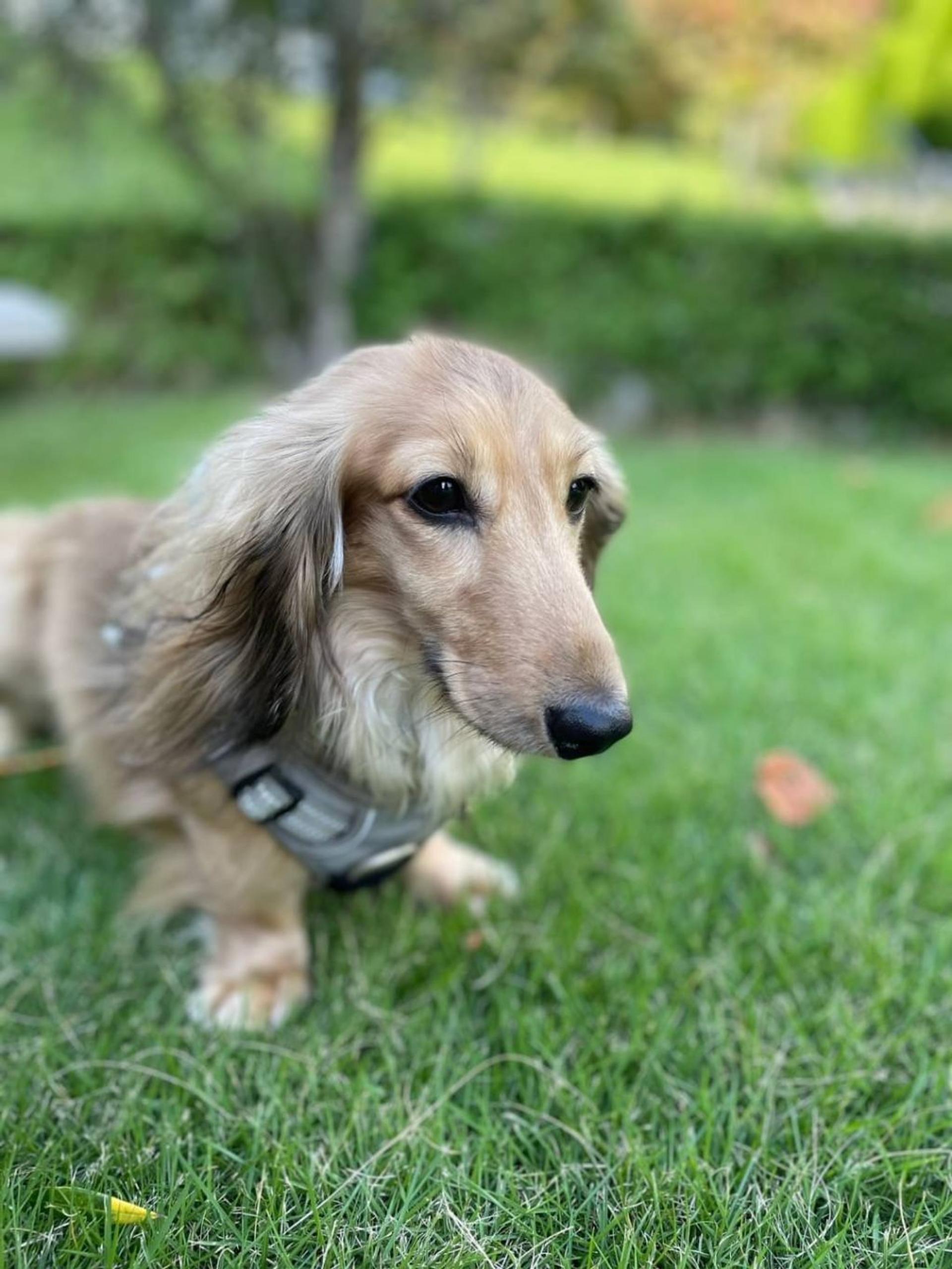 pet-image-4