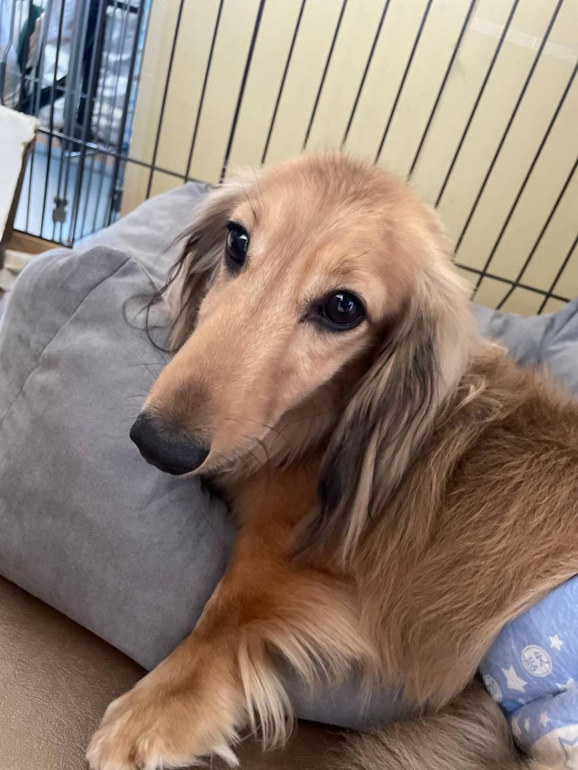 pet-image-6