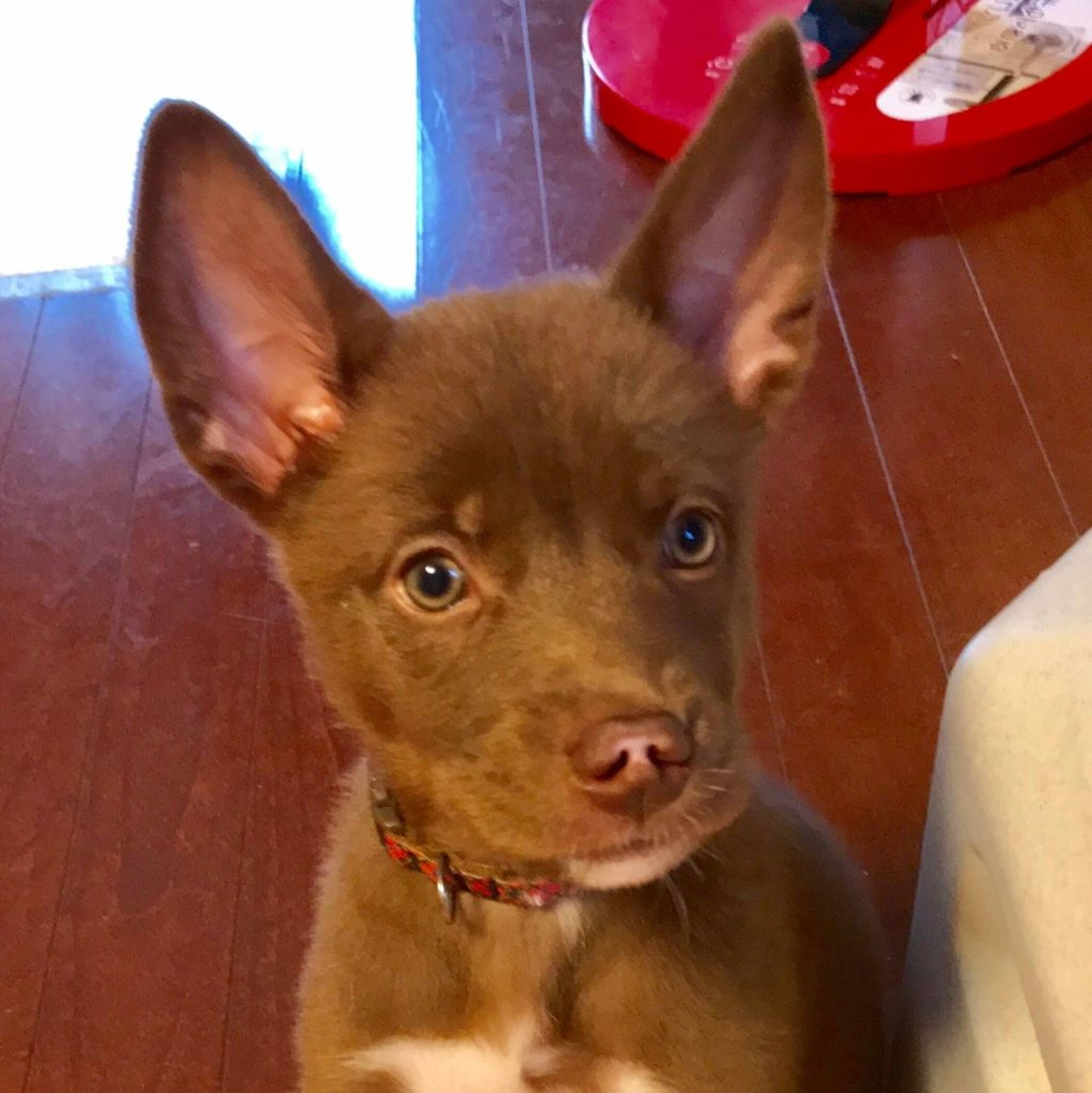 雑種（ミックス犬）・オスの里親募集の写真
