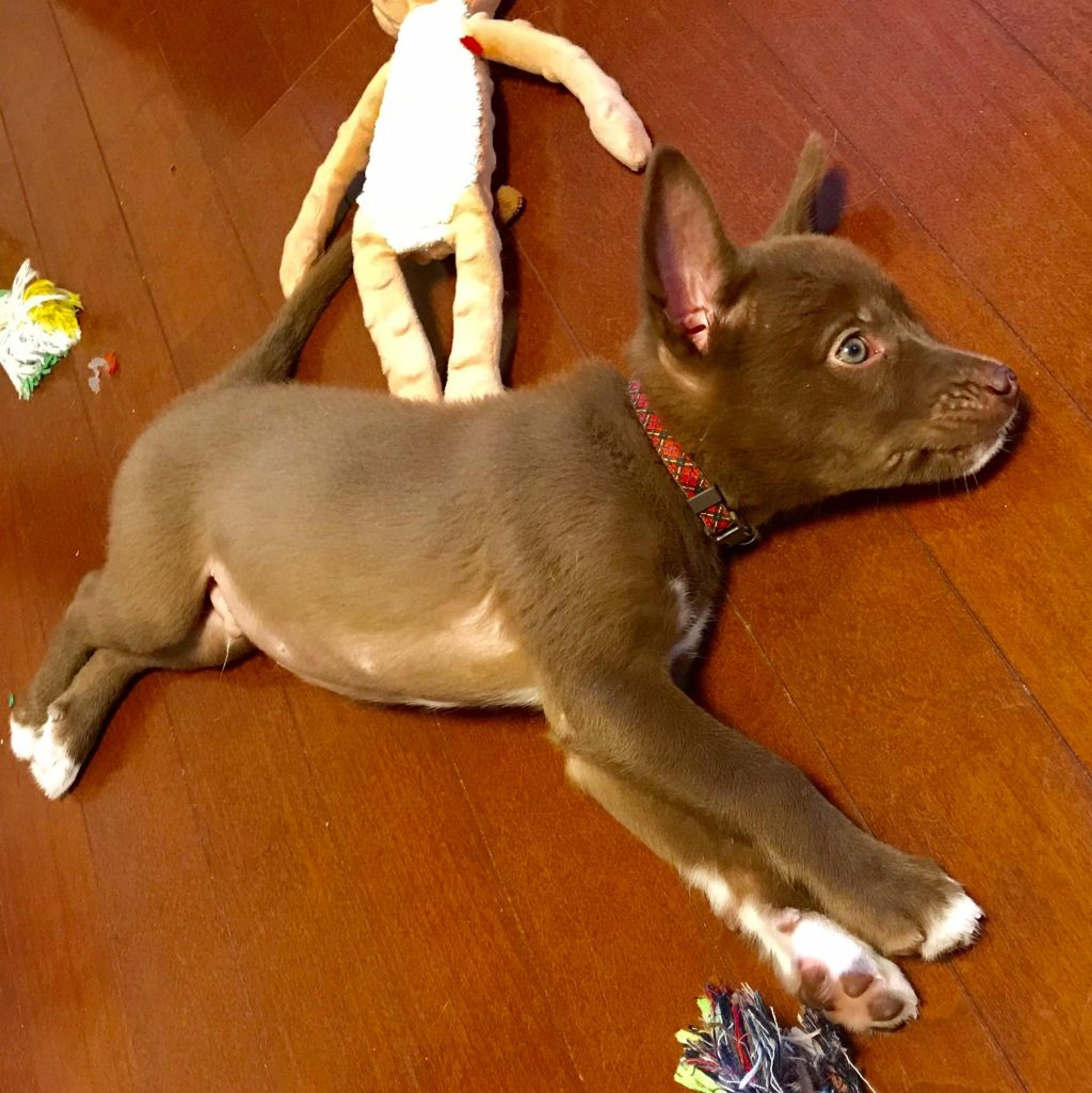 pet-image-2
