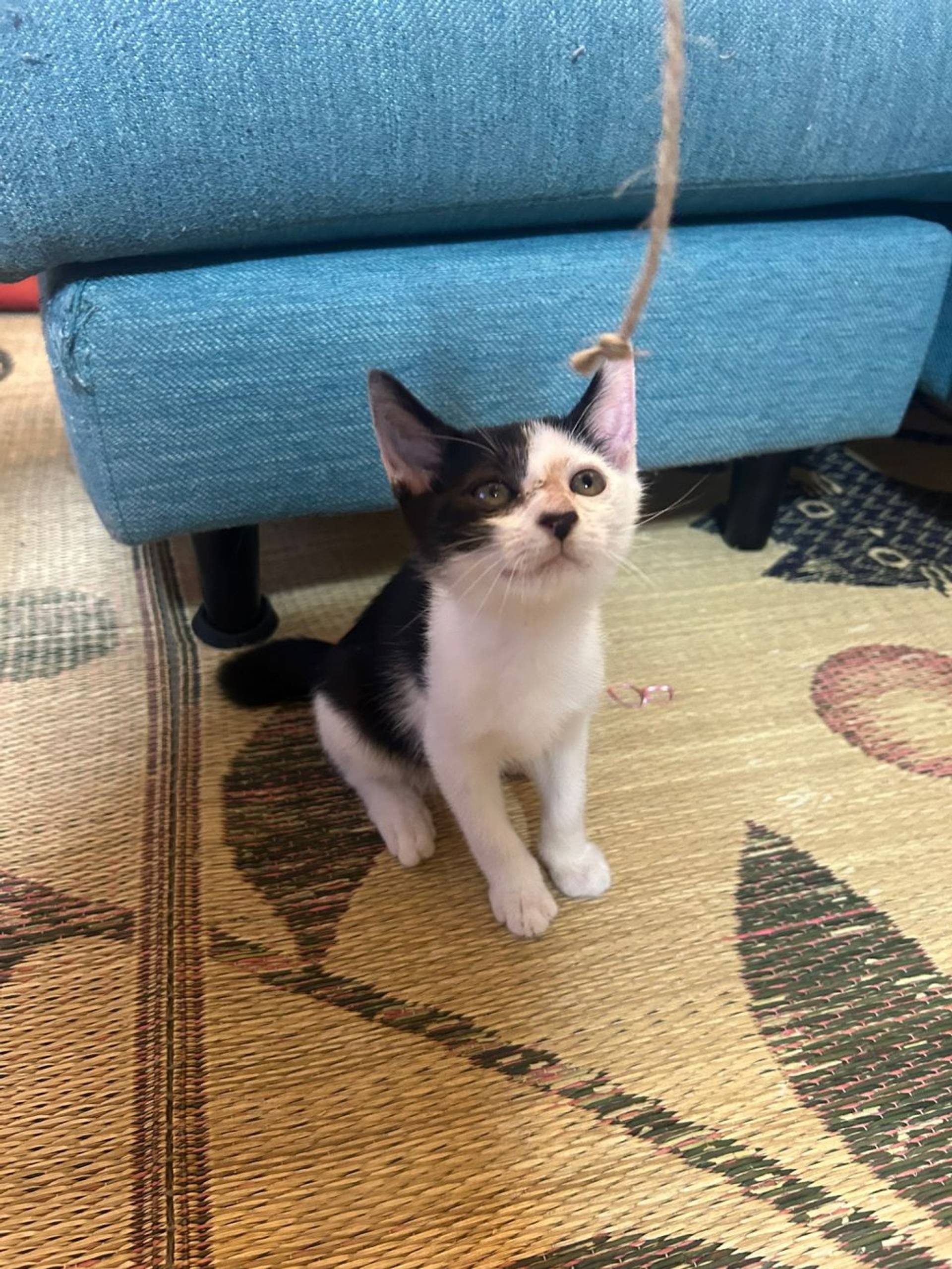 雑種（ミックス猫）・オスの里親募集の写真
