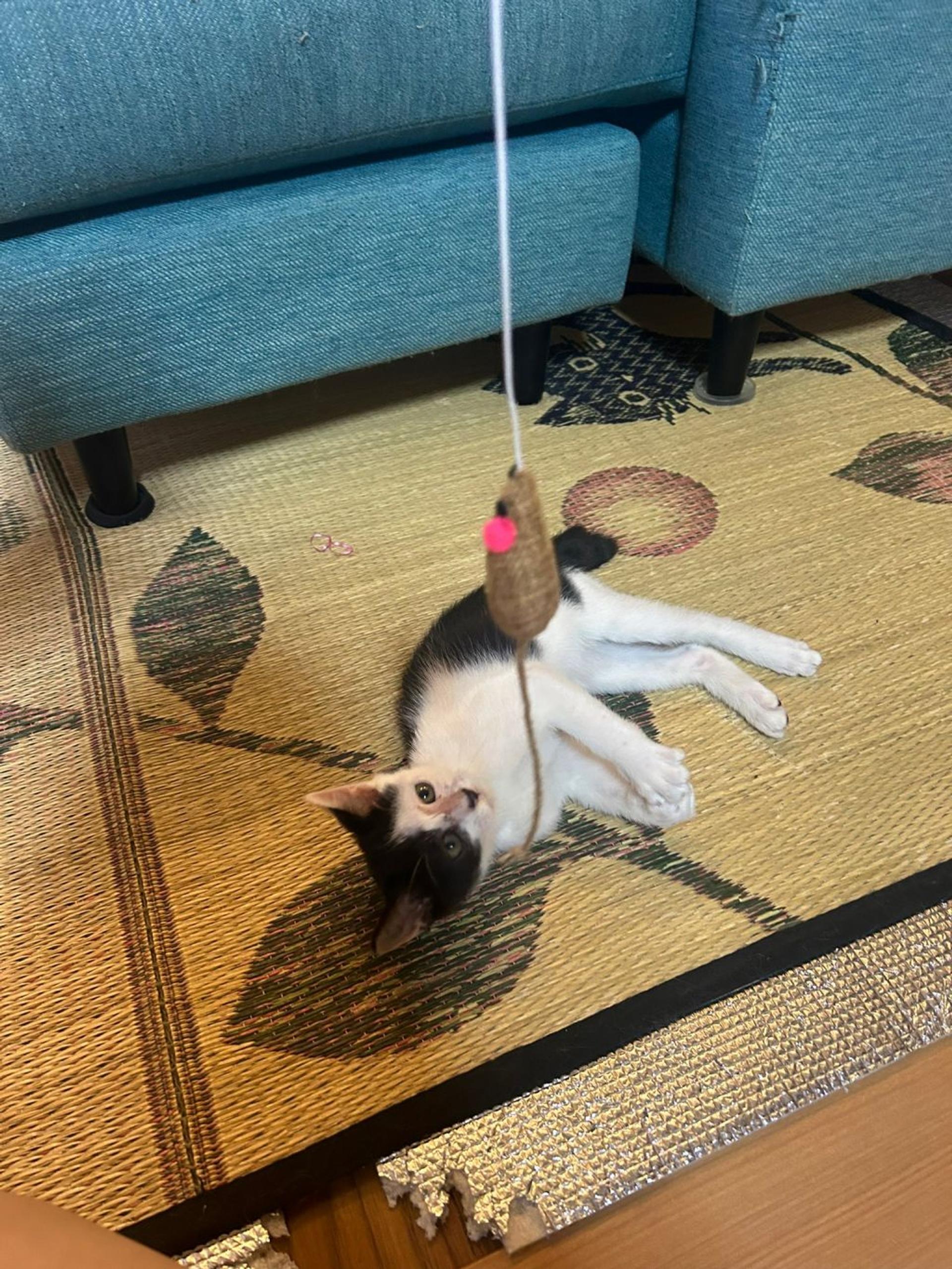 pet-image-4