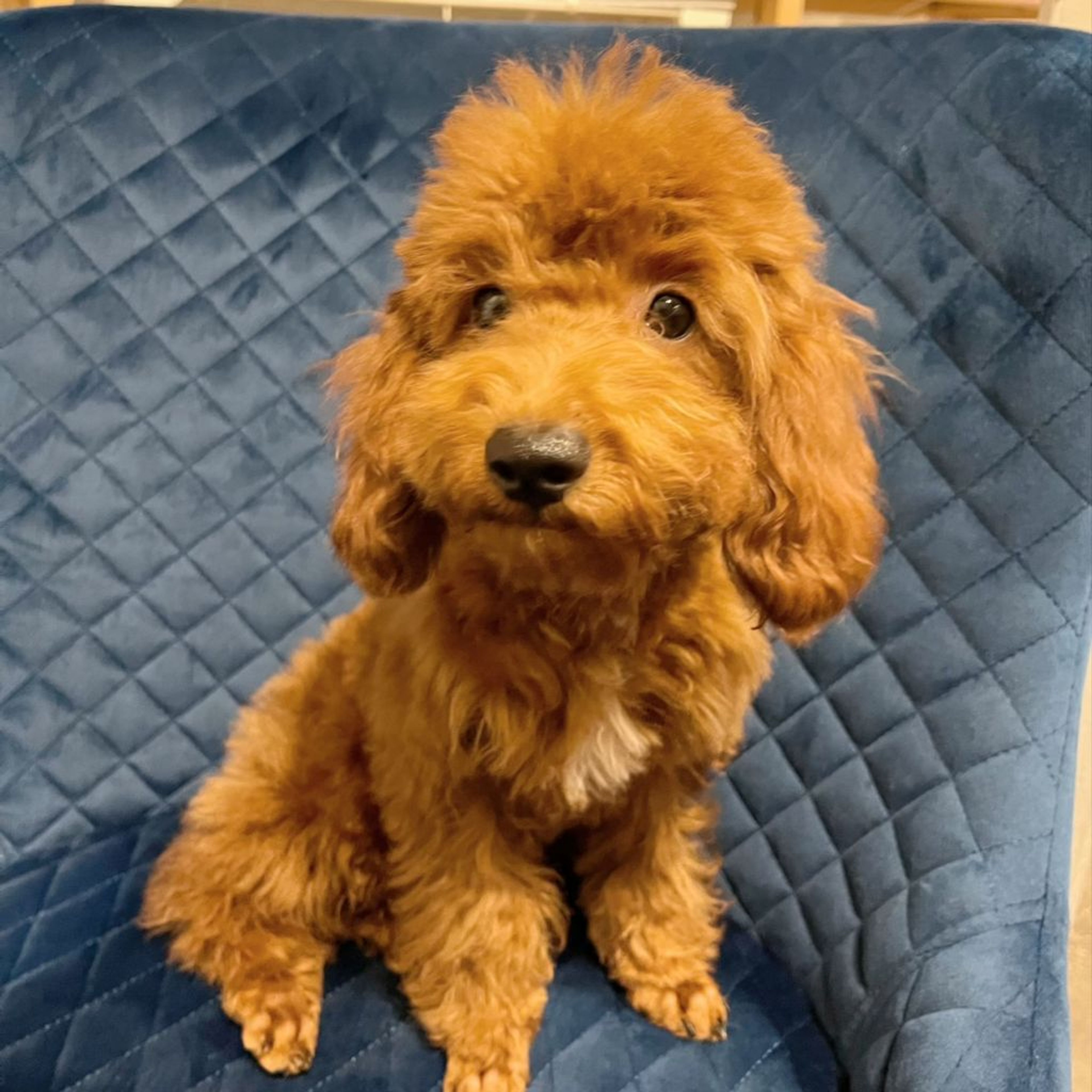 pet-image-2