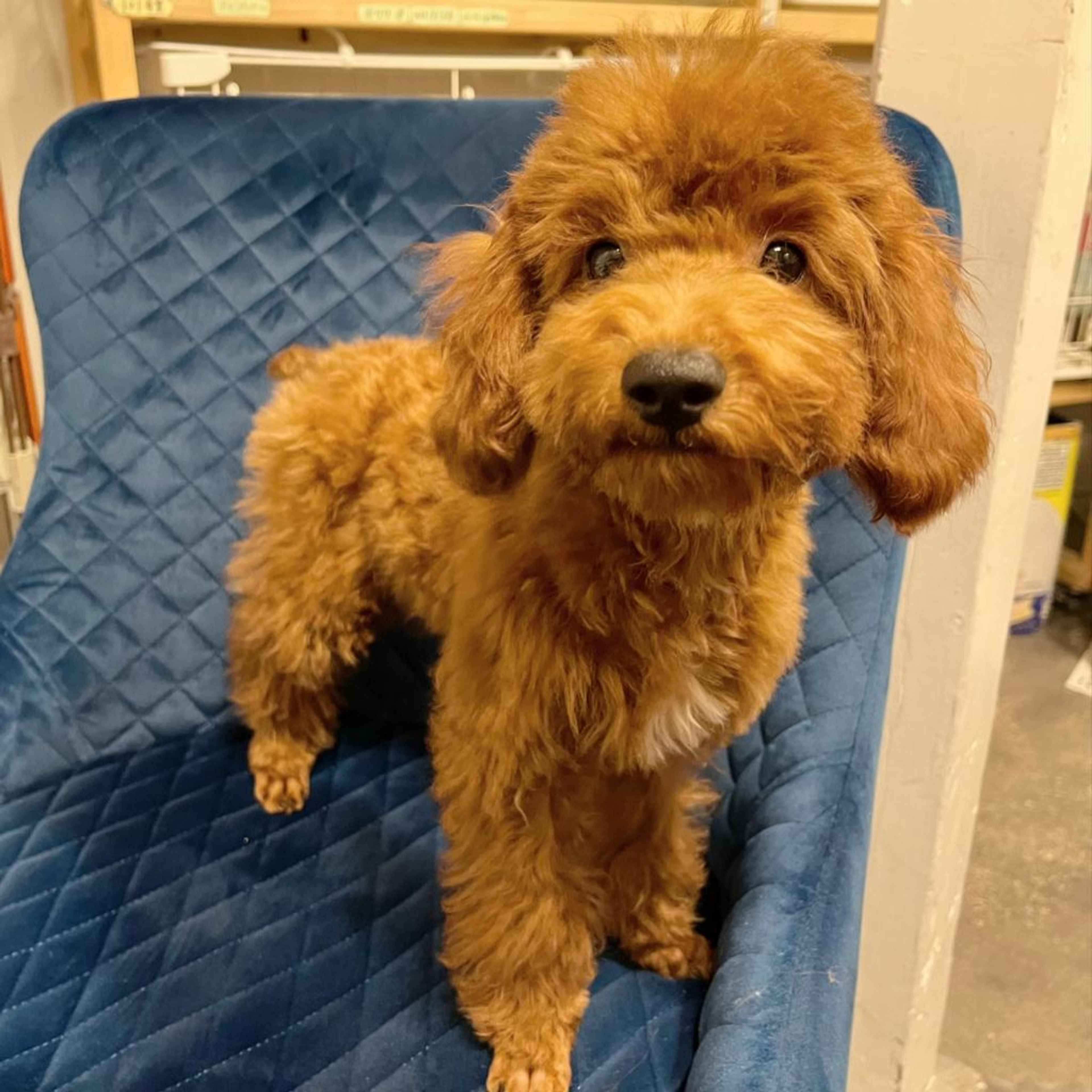 pet-image-3
