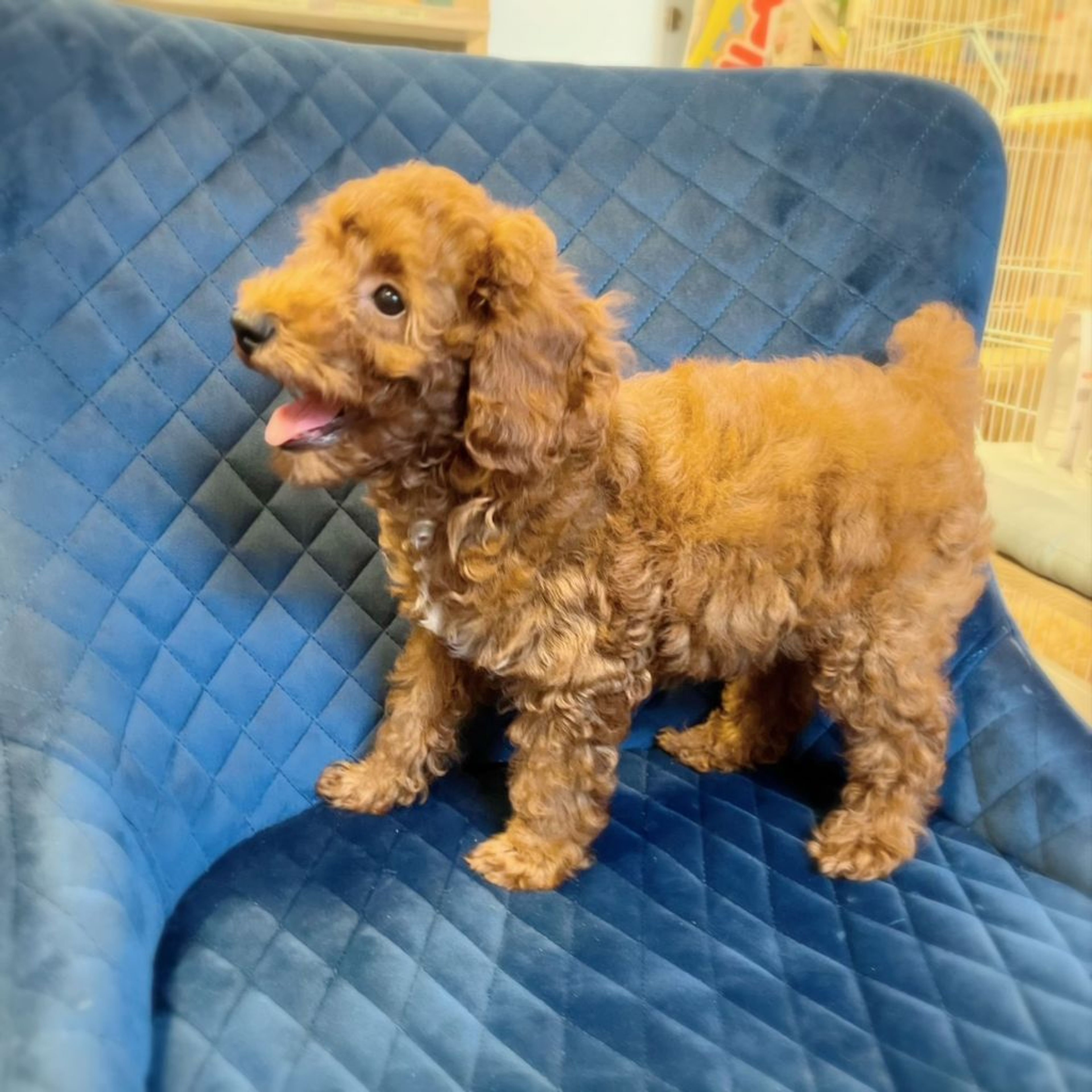 pet-image-6