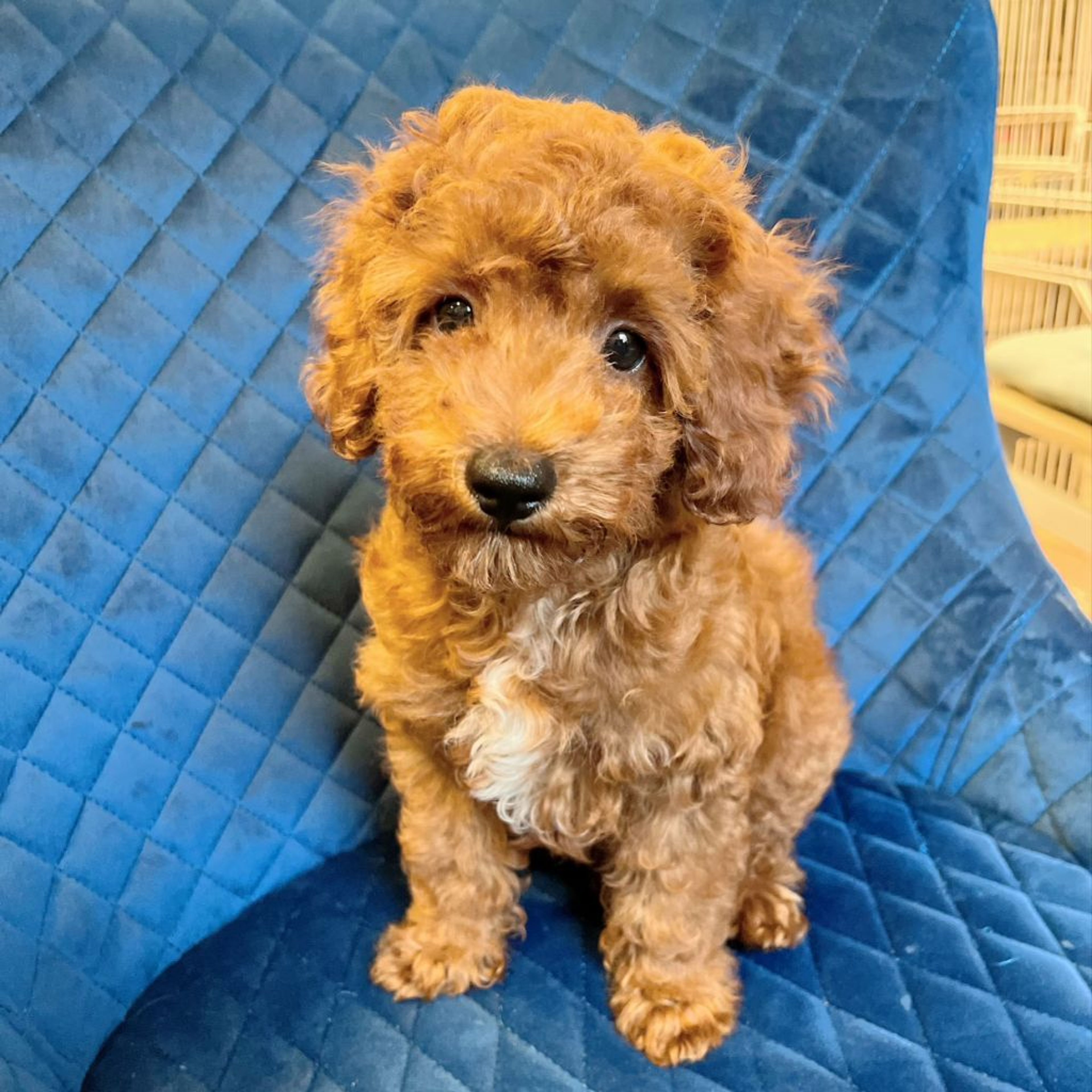 pet-image-7