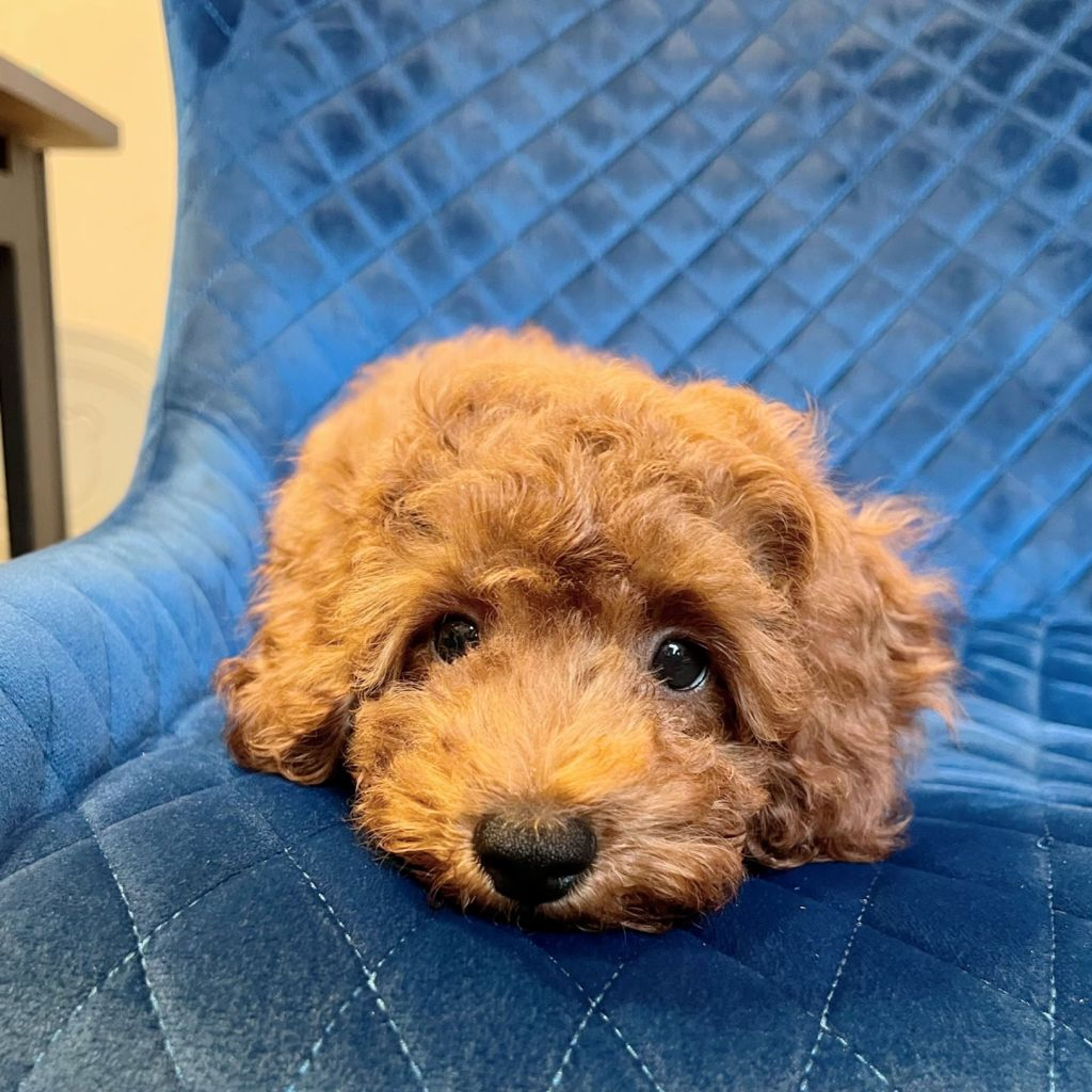 pet-image-8