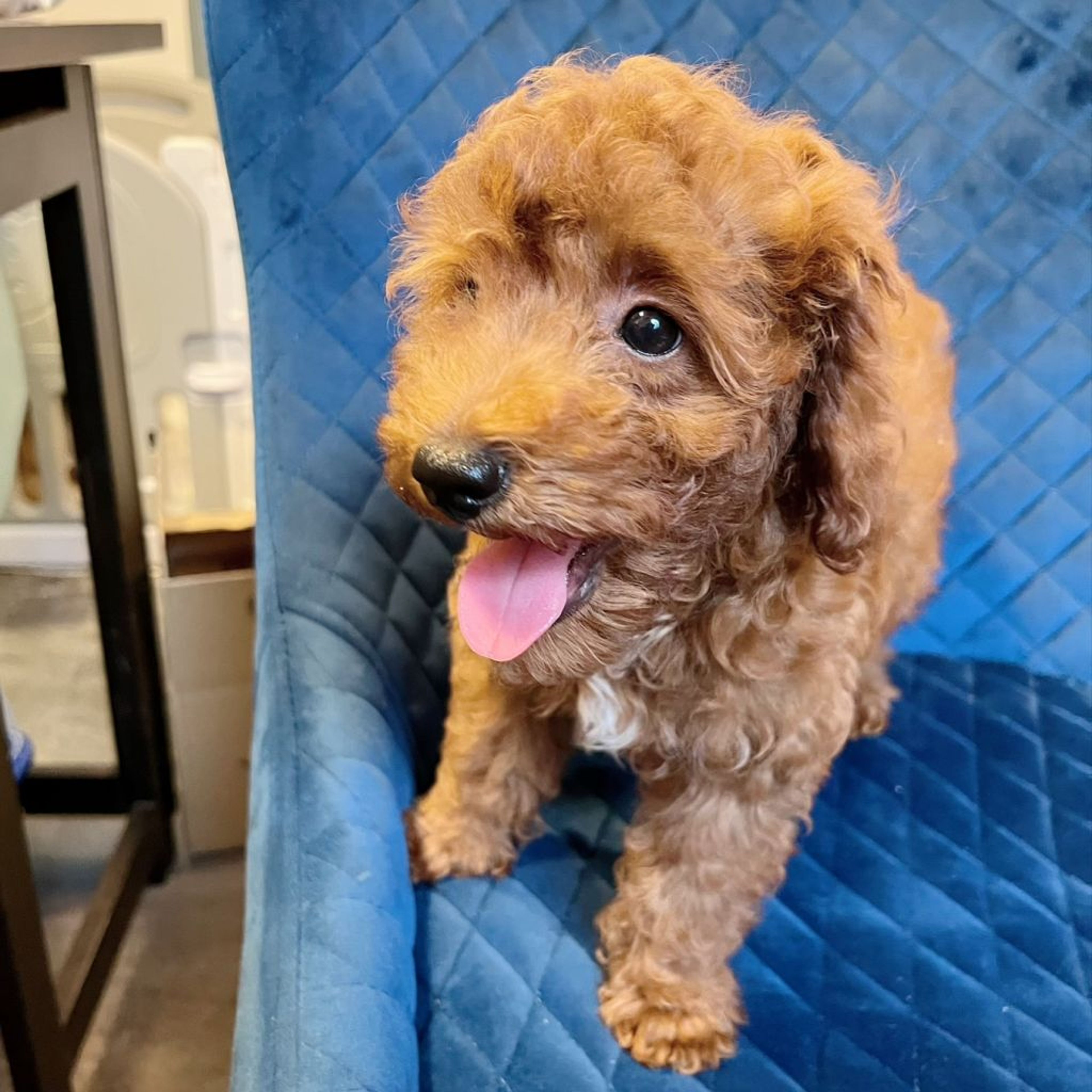 pet-image-9