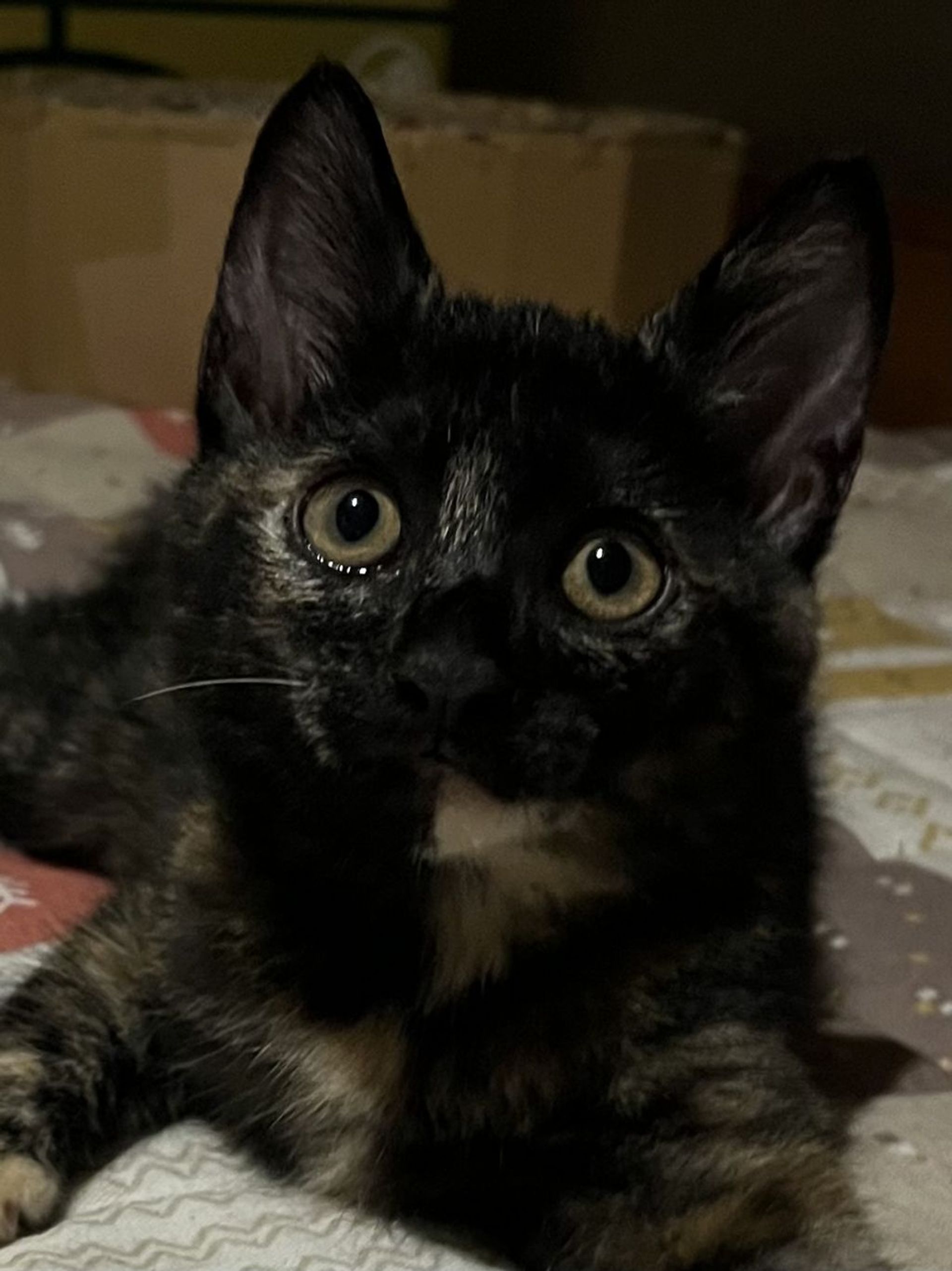 雑種（ミックス猫）・メスの里親募集の写真