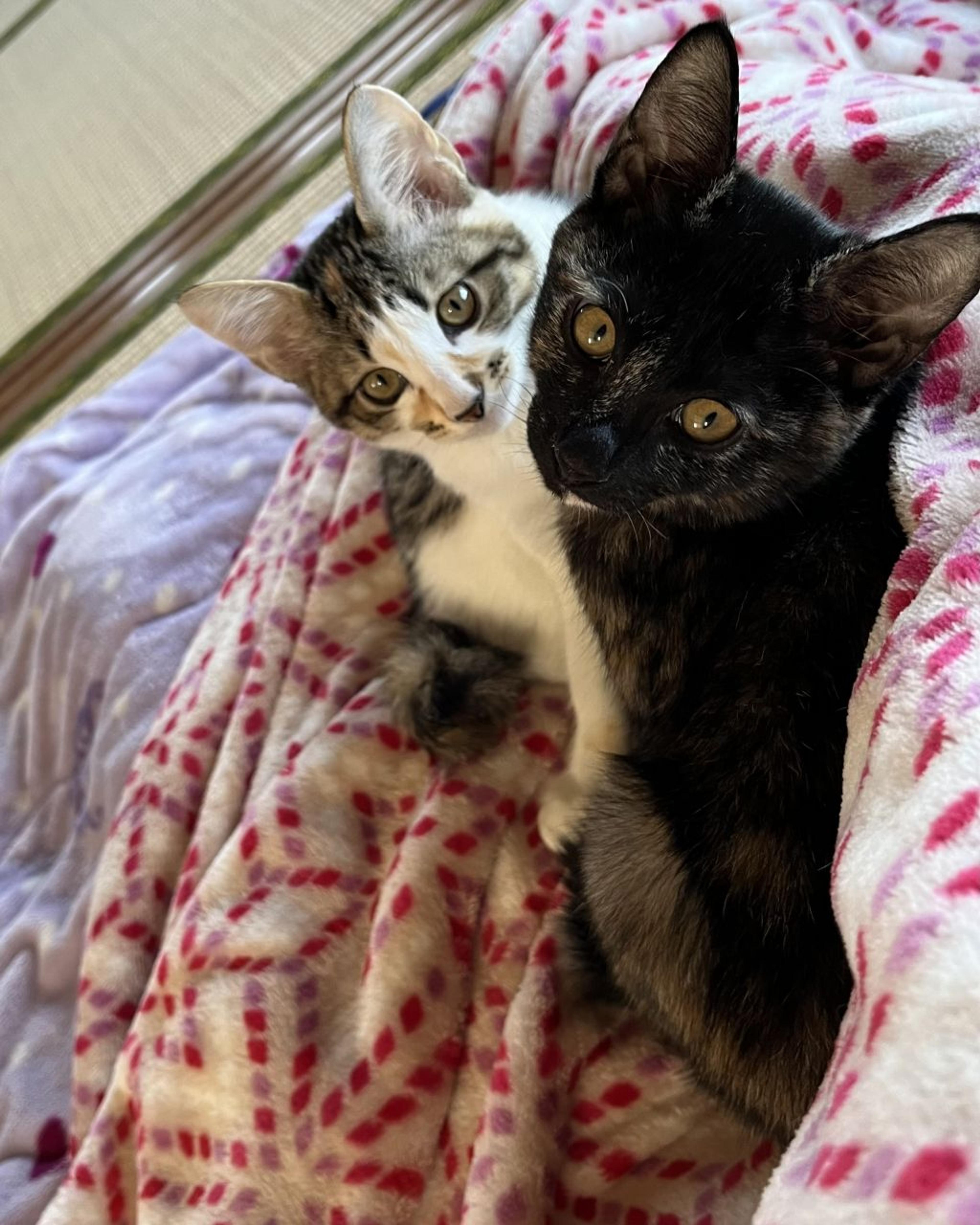 pet-image-2