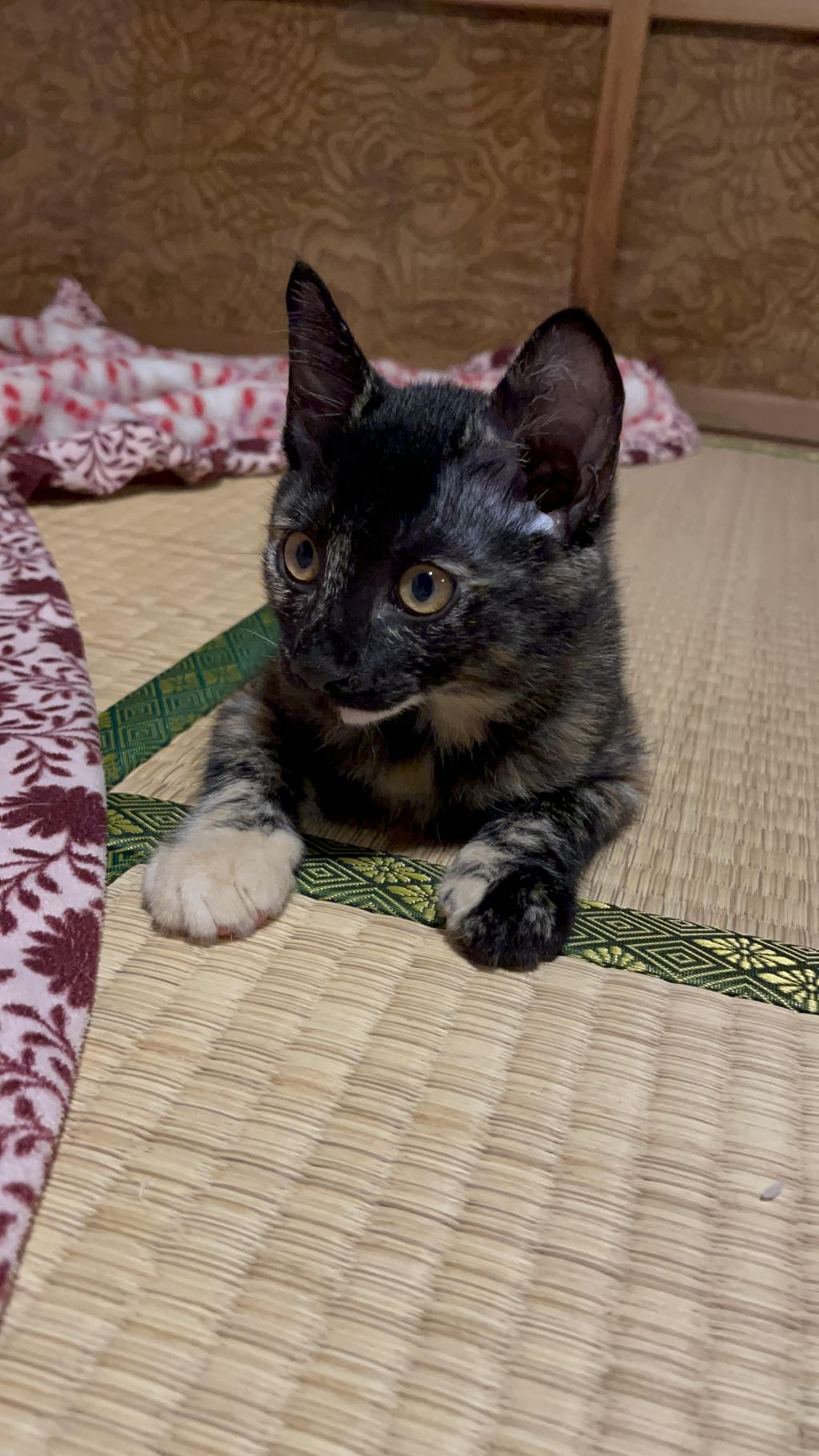 pet-image-4