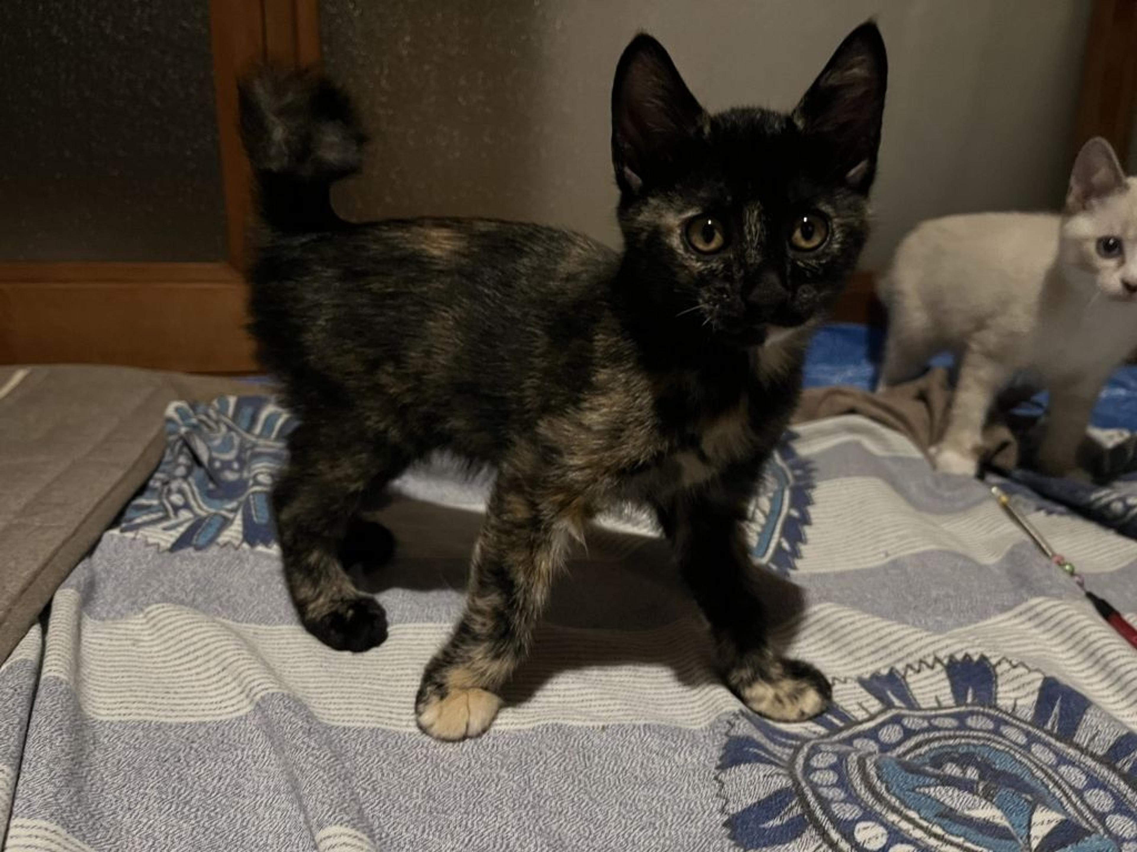 pet-image-5