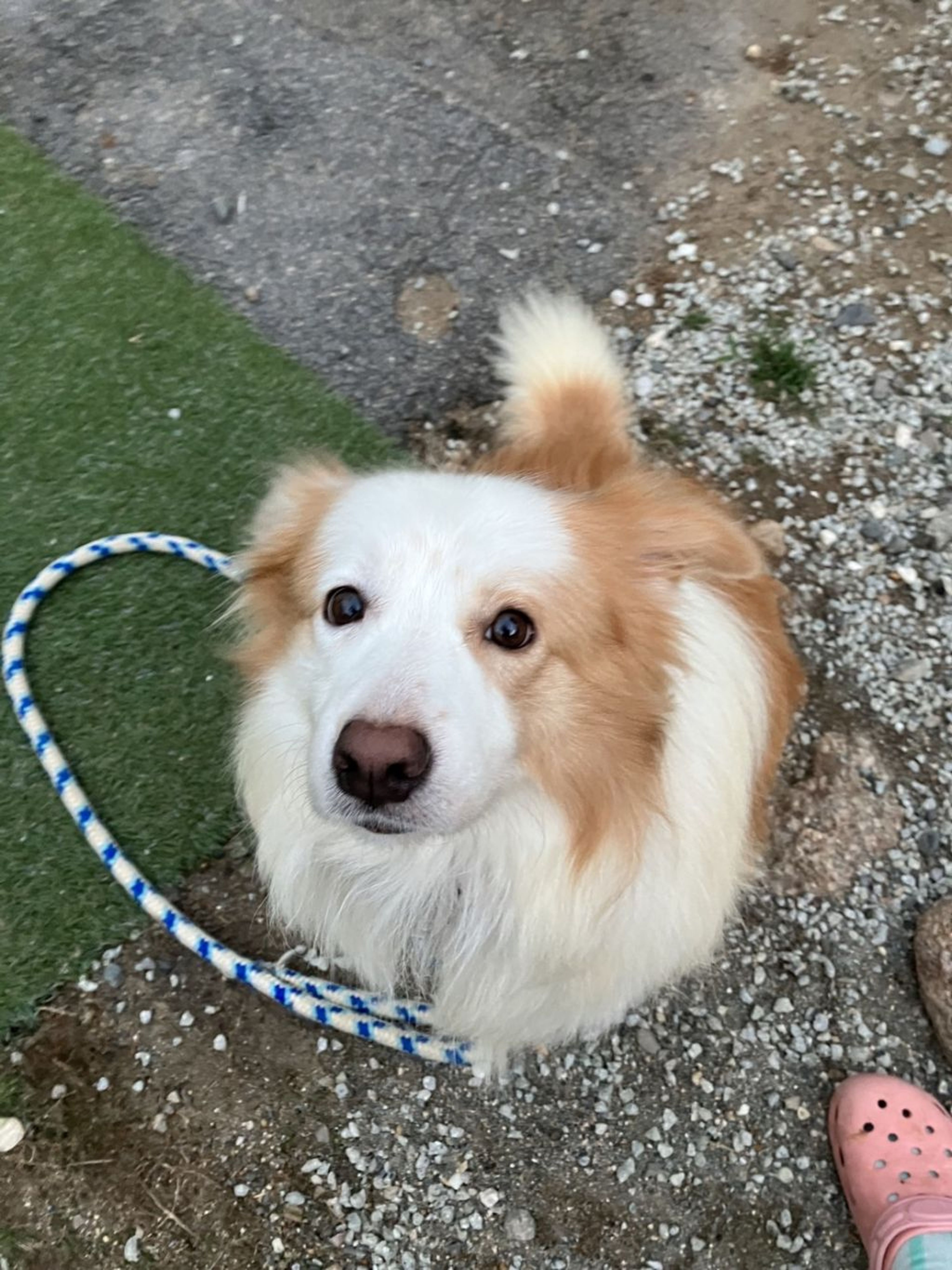 pet-image-2