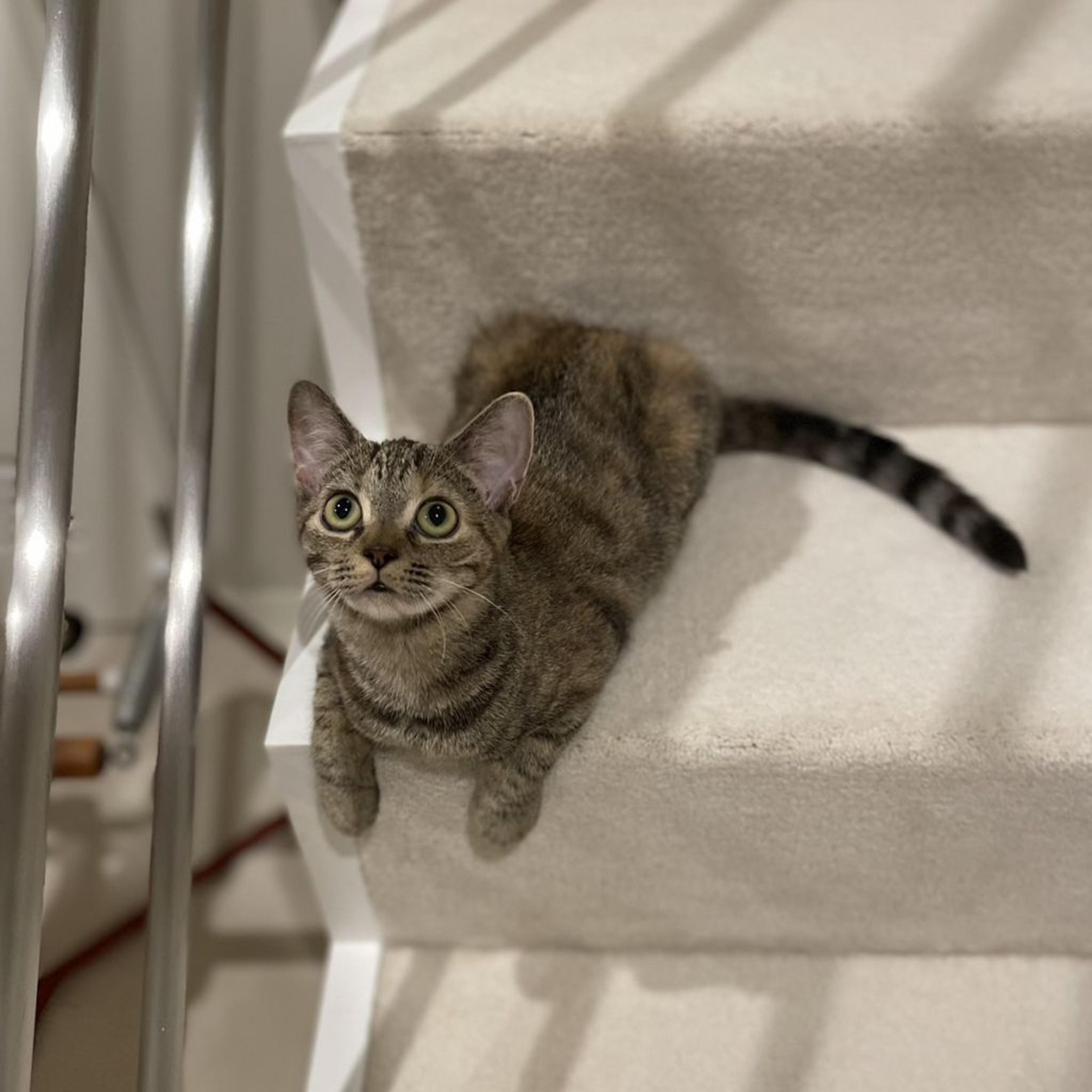 pet-image-2