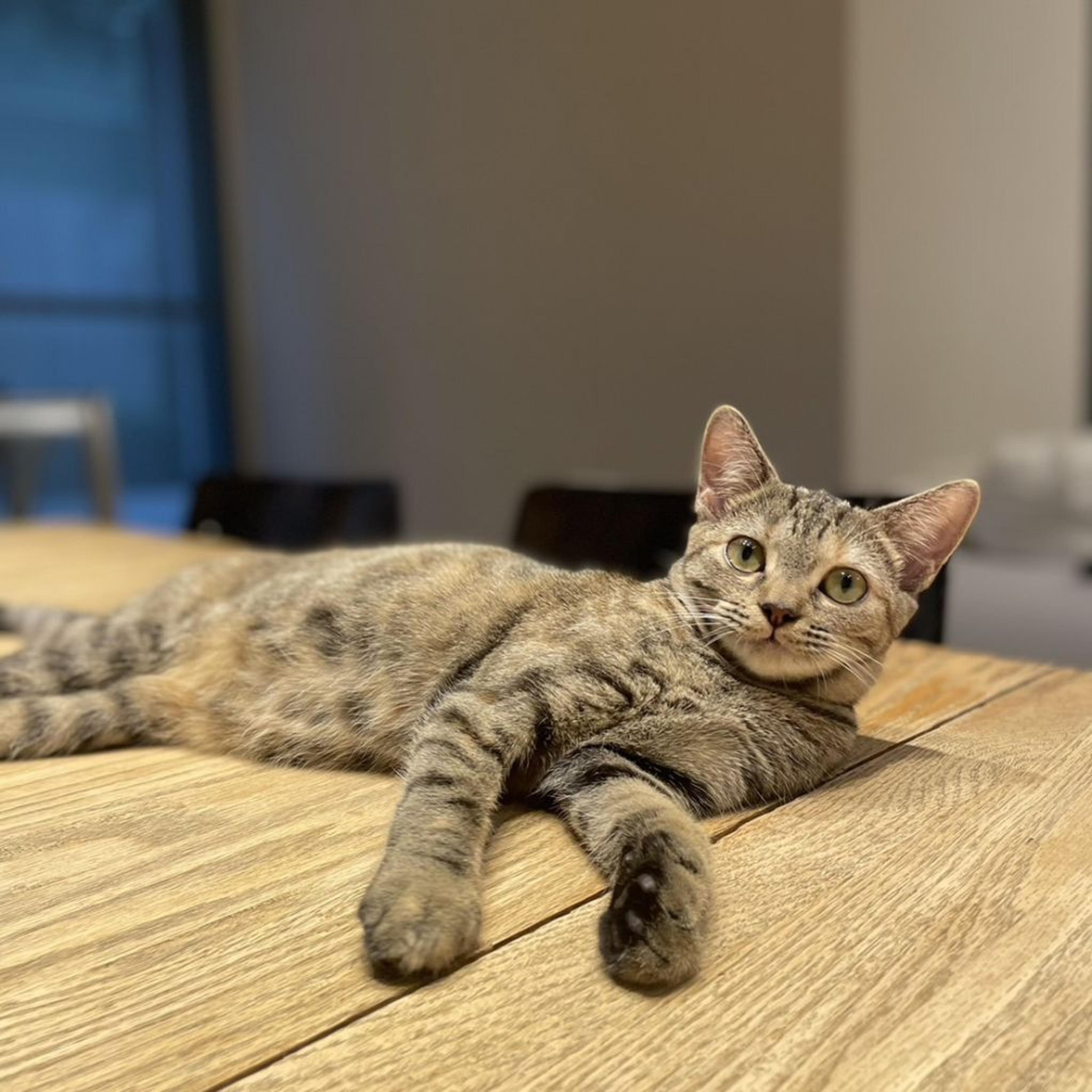 pet-image-3