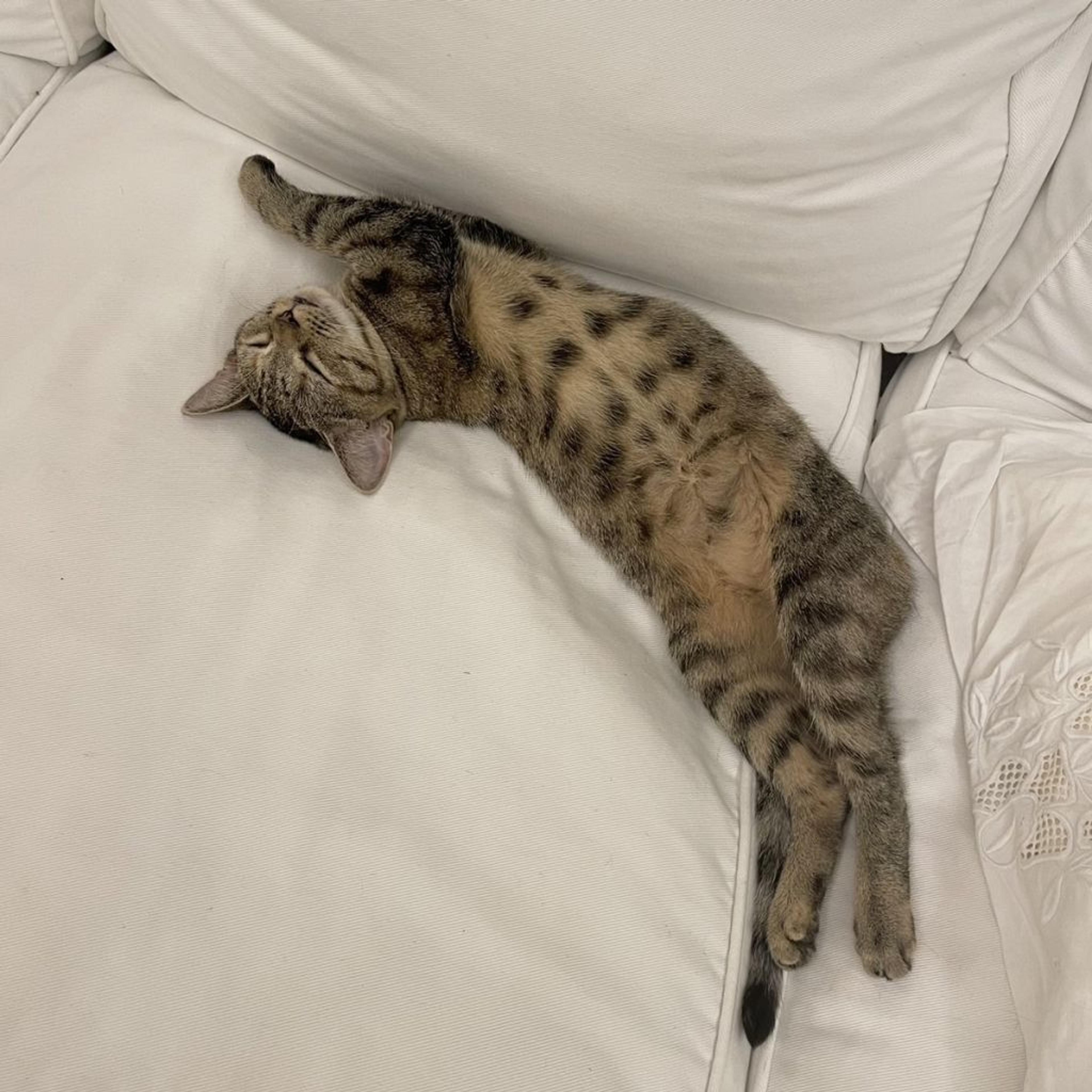 pet-image-4