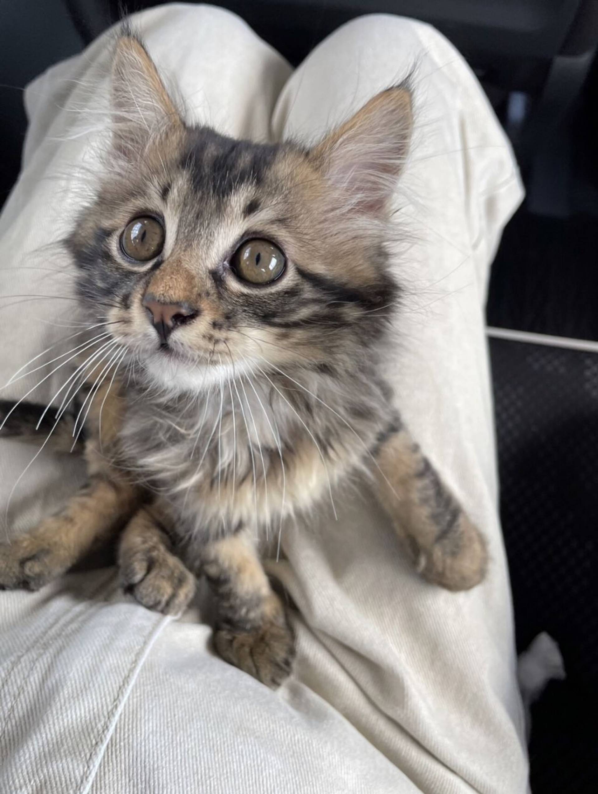 雑種（ミックス猫）・オスの里親募集の写真