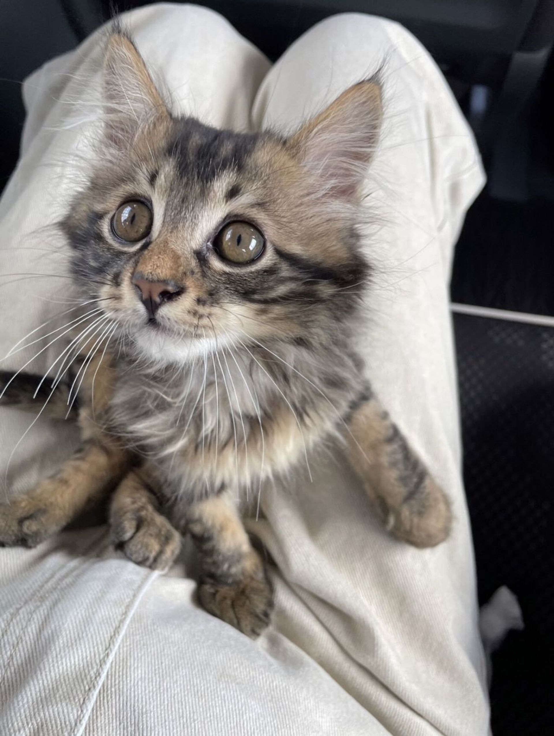 雑種（ミックス猫）・オスの里親募集の写真