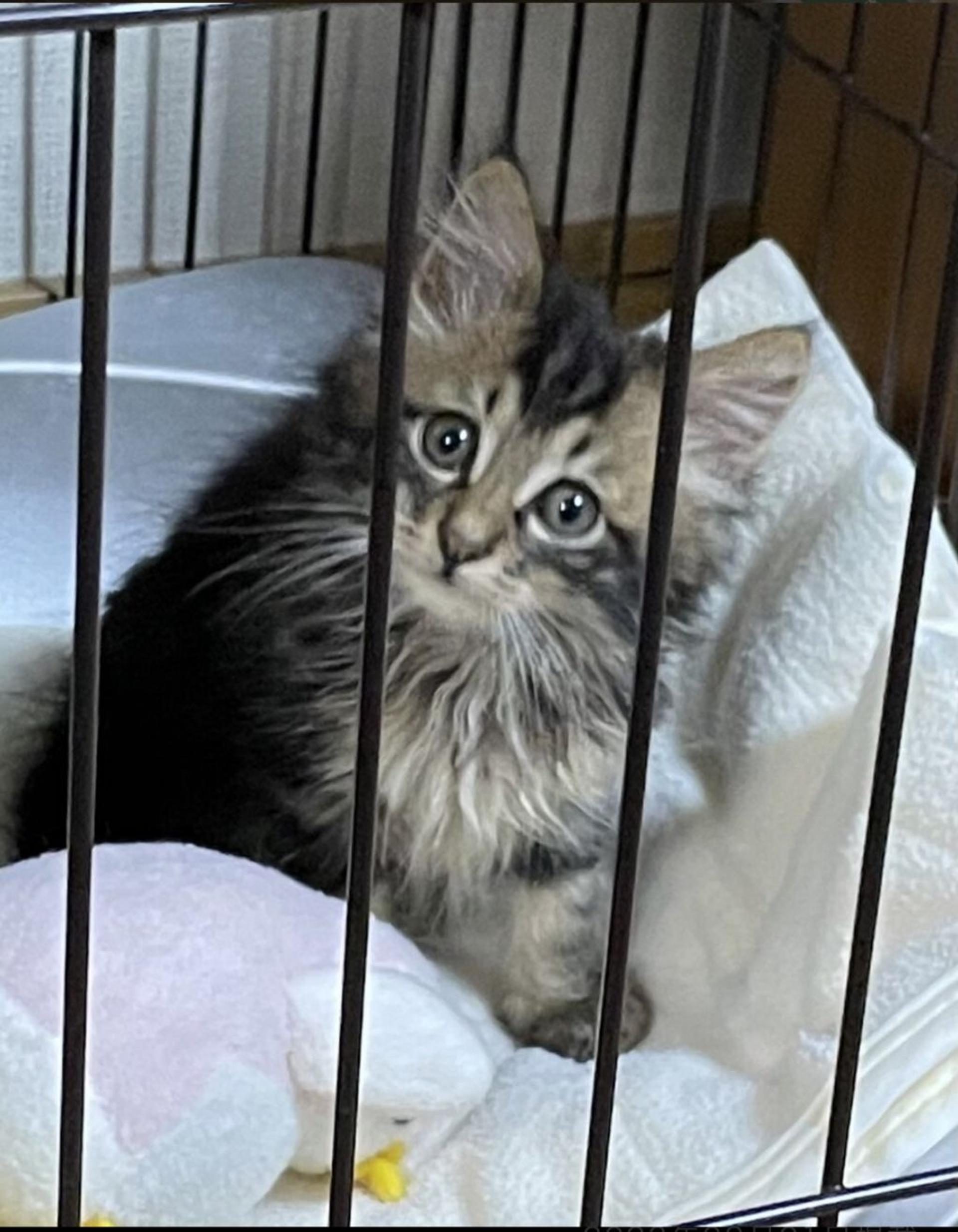pet-image-4
