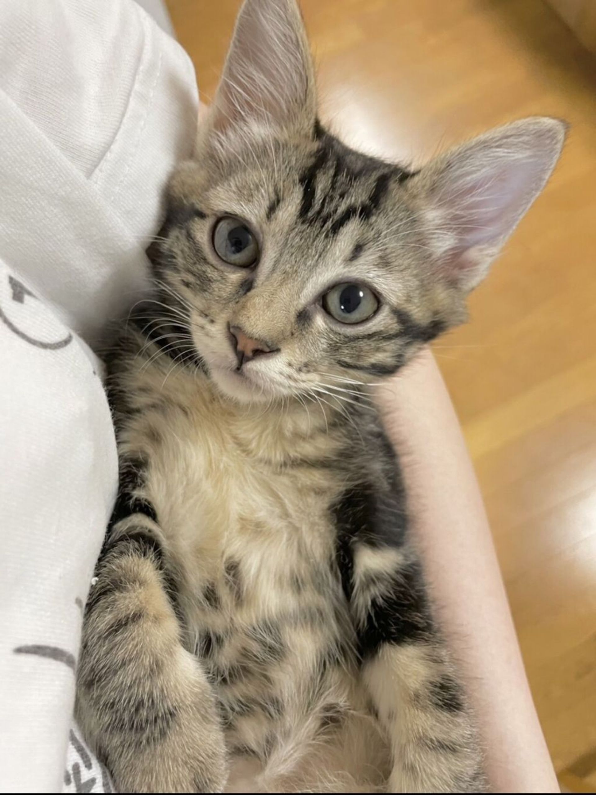 雑種（ミックス猫）・メスの里親募集の写真