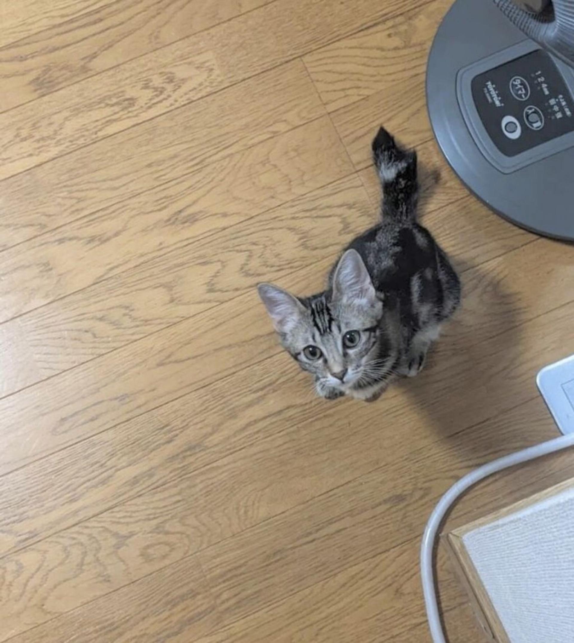 pet-image-4