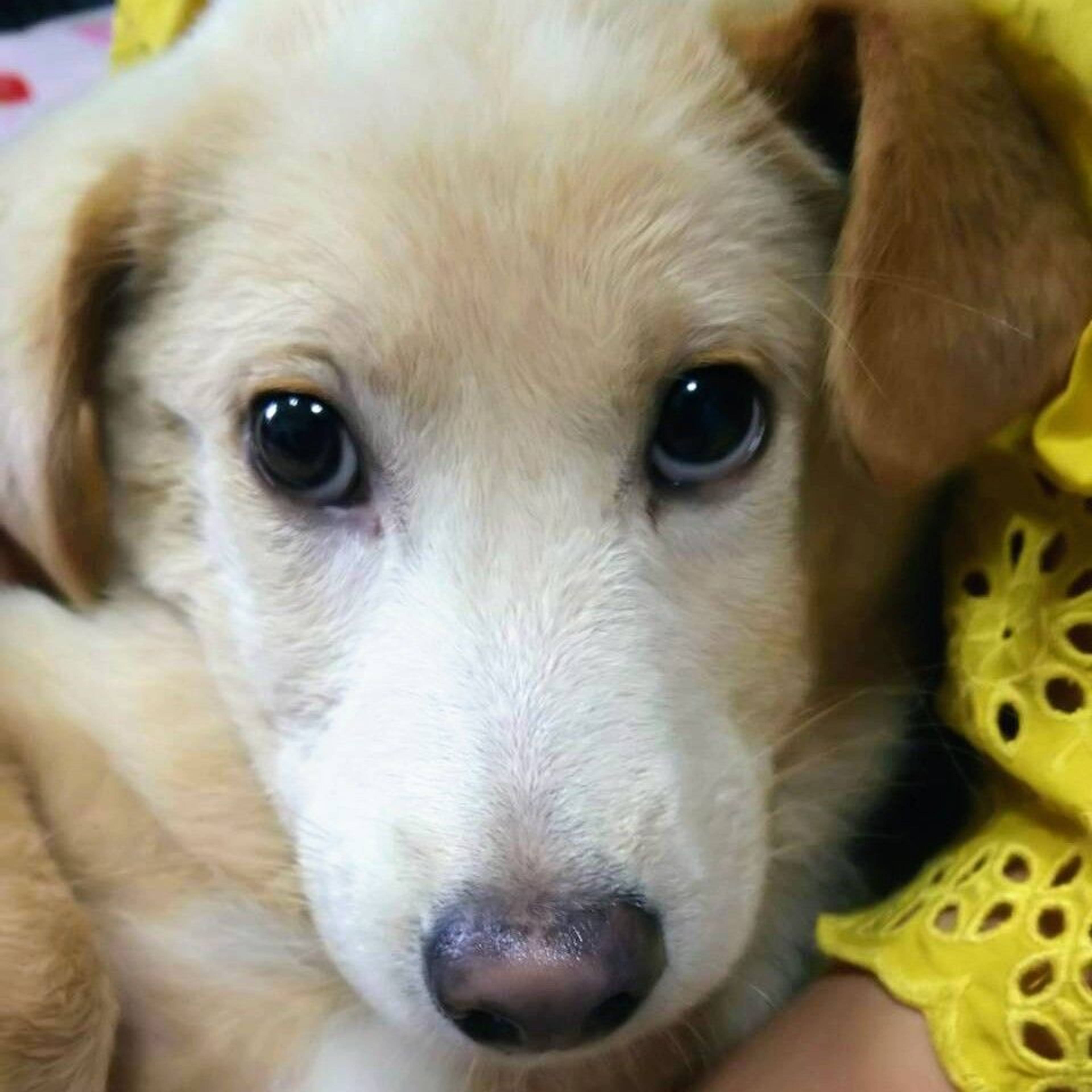 雑種（ミックス犬）・オスの里親募集の写真