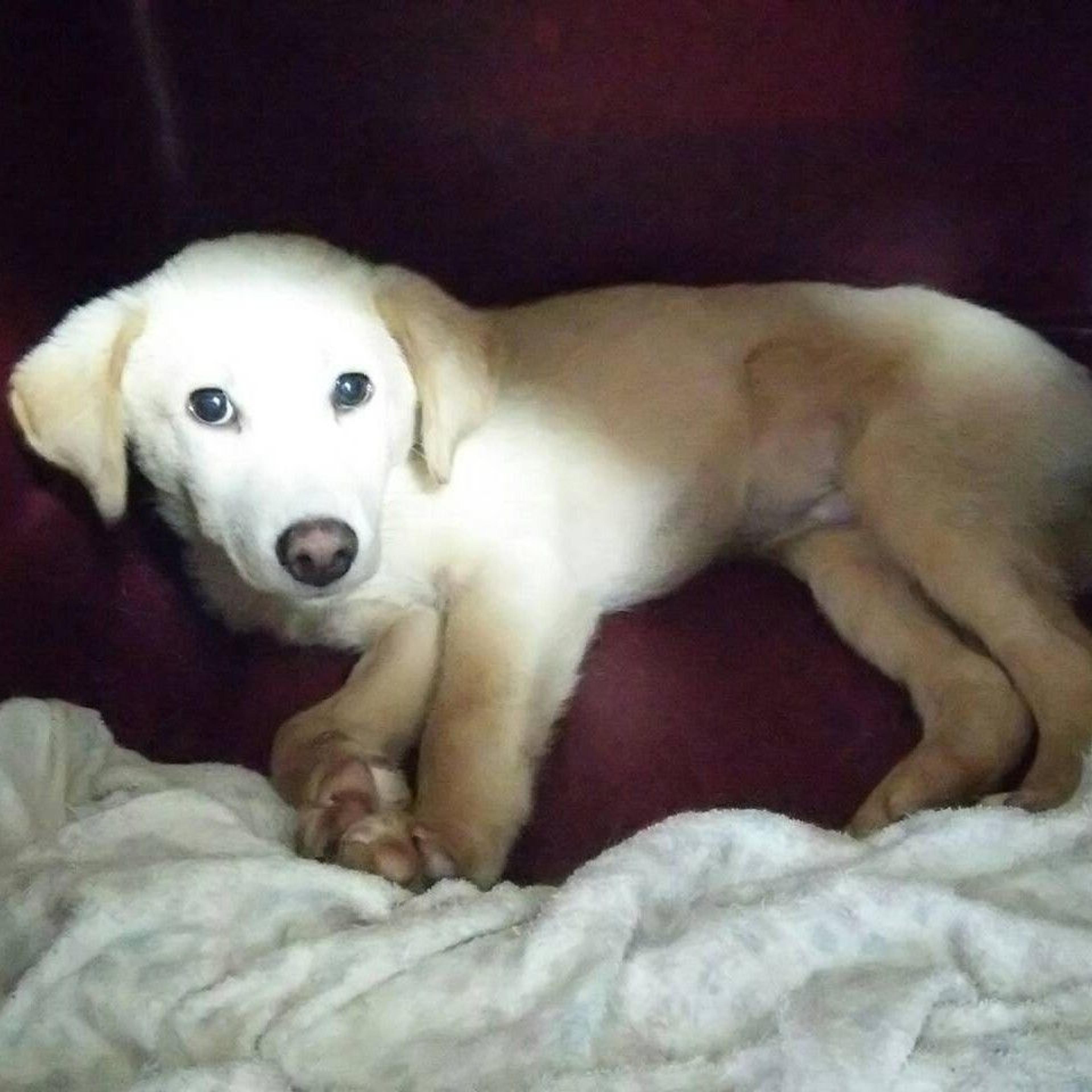 pet-image-2