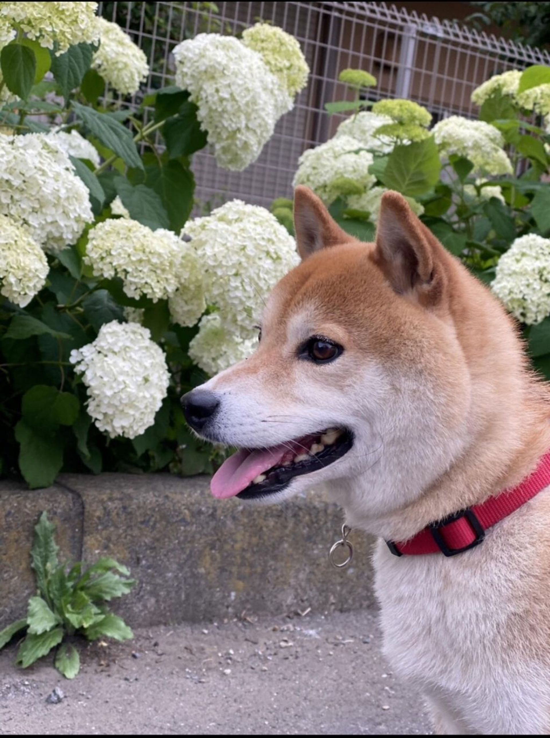 柴犬・オスの里親募集の写真