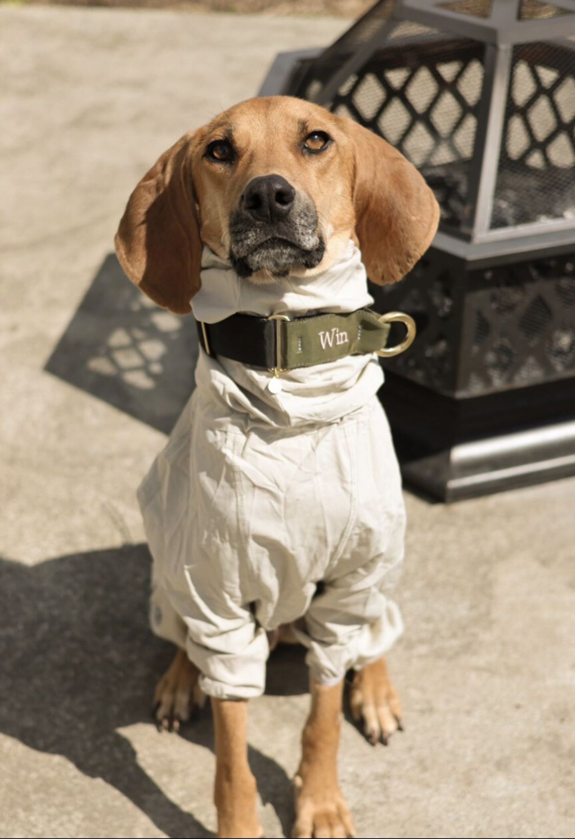 雑種（ミックス犬）・オスの里親募集の写真