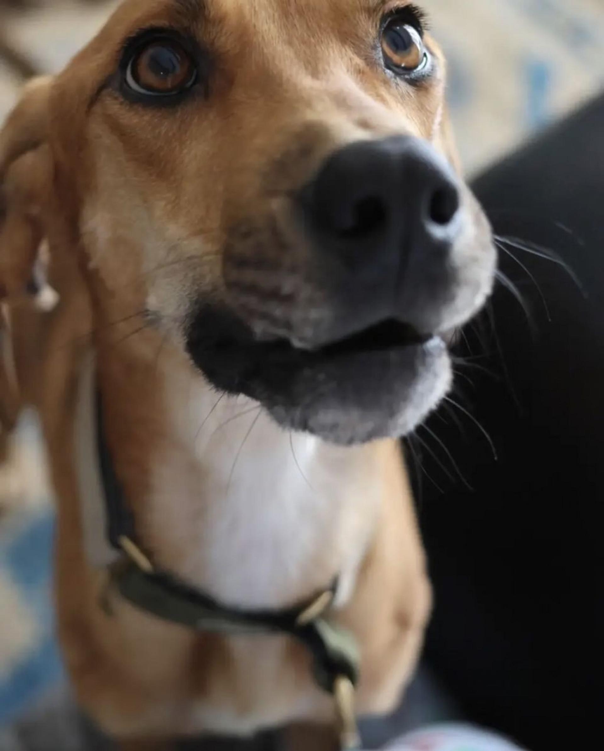 pet-image-4