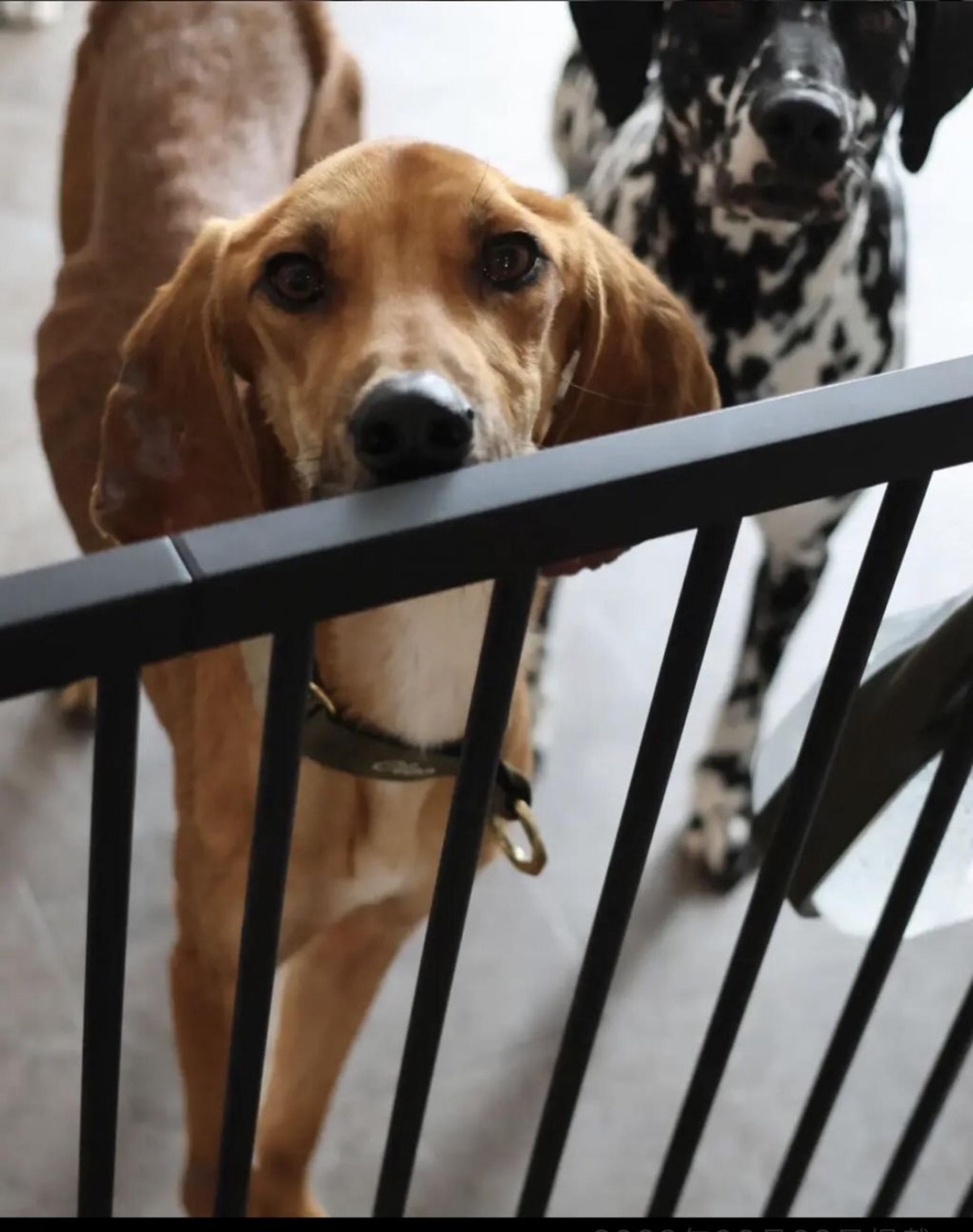 pet-image-5