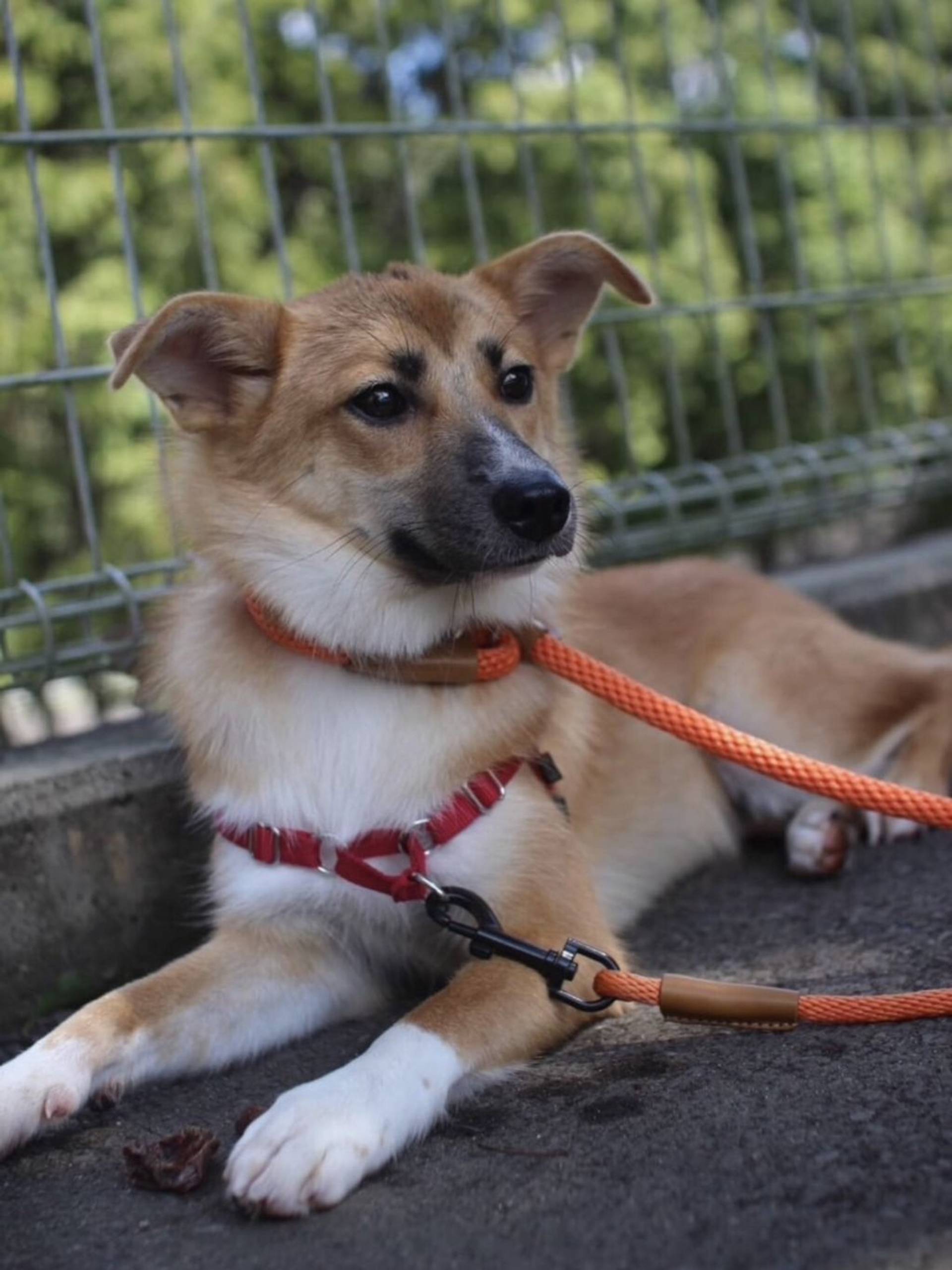 雑種（ミックス犬）・メスの里親募集の写真