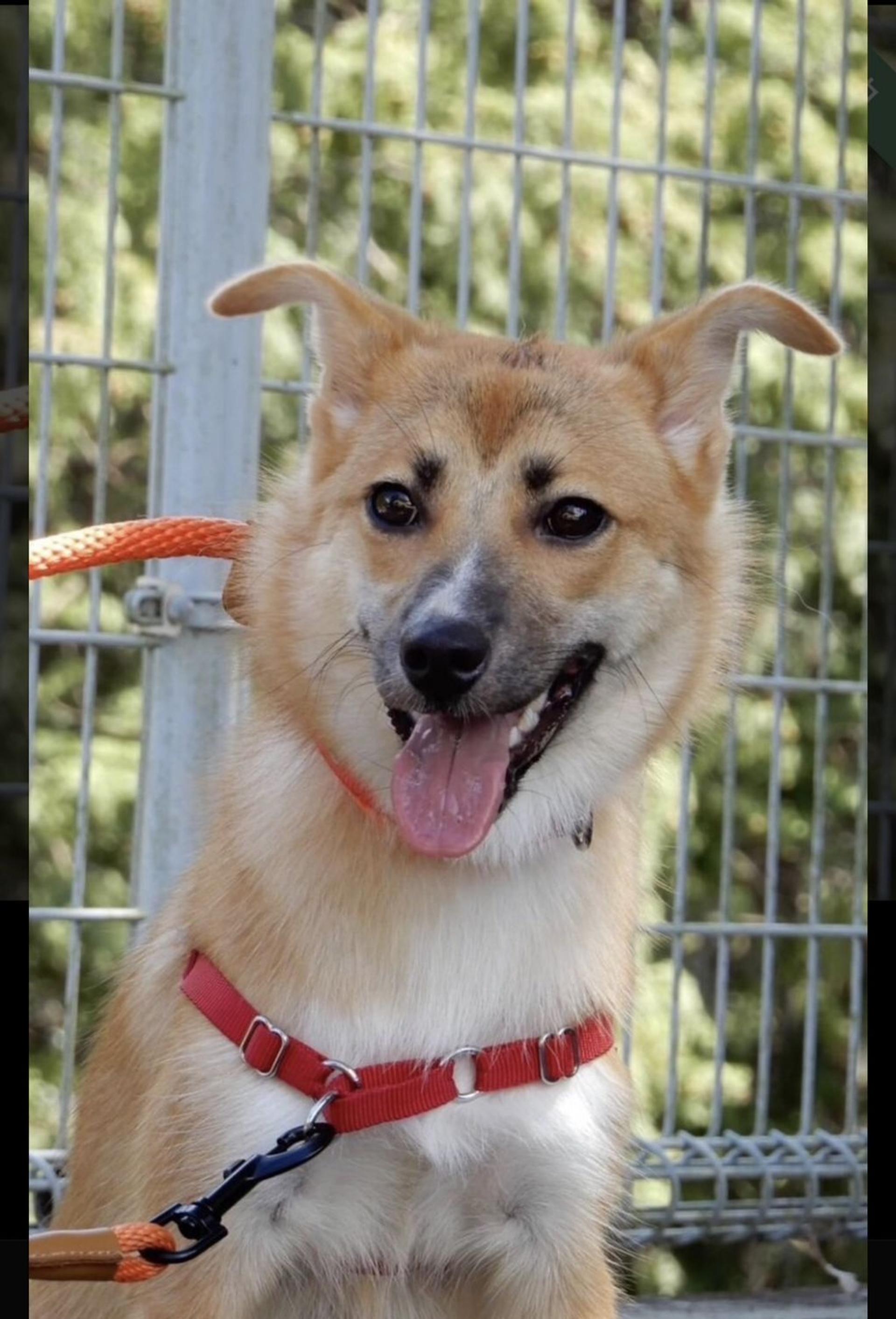 pet-image-2