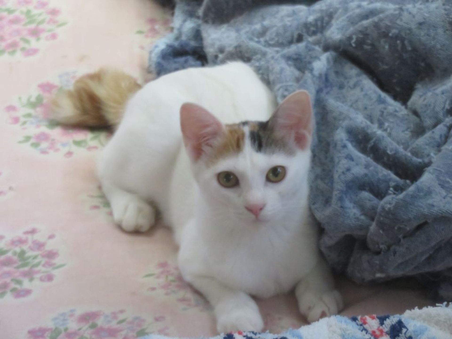 日本猫・メスの里親募集の写真