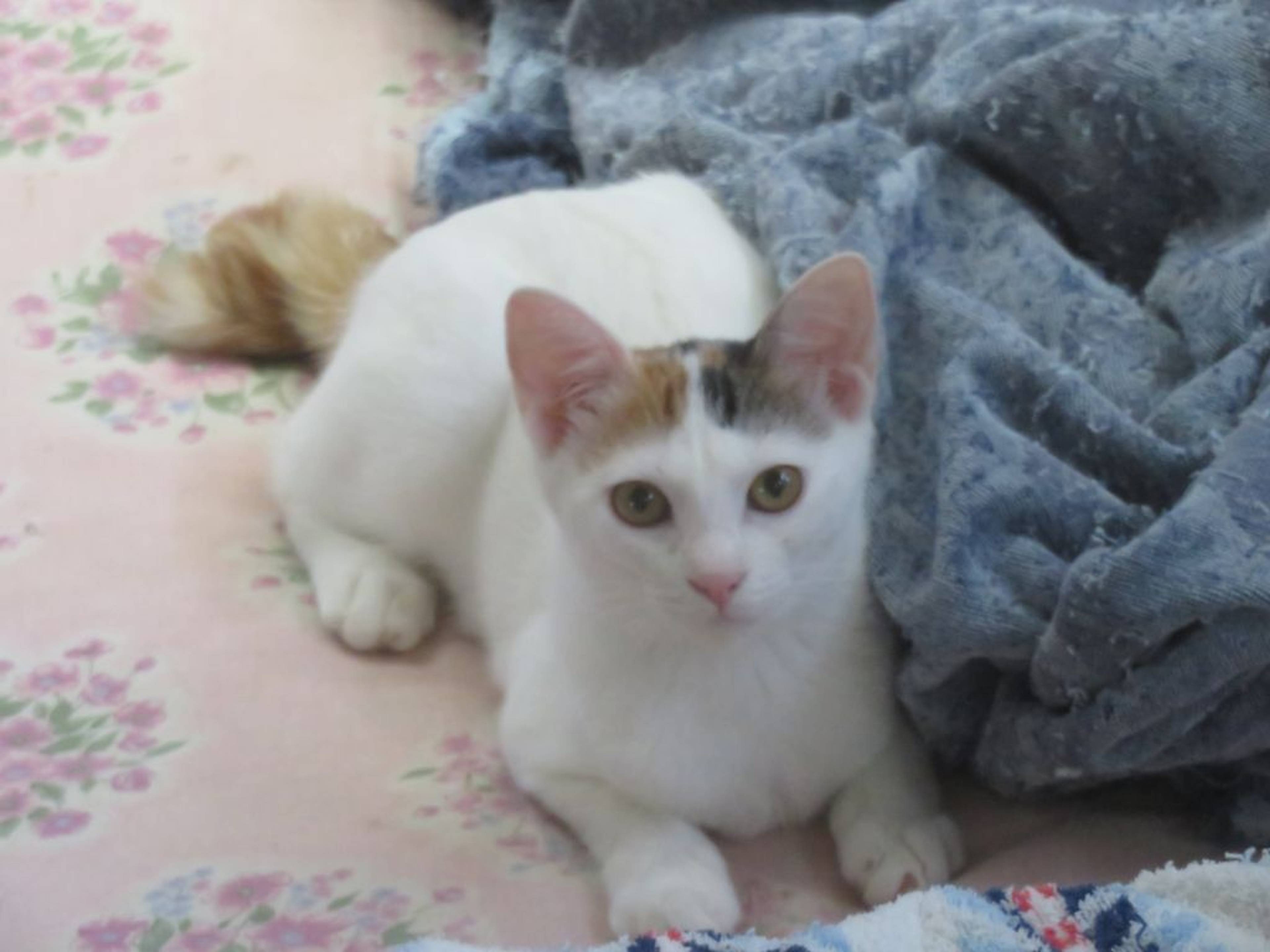 日本猫・メスの里親募集の写真