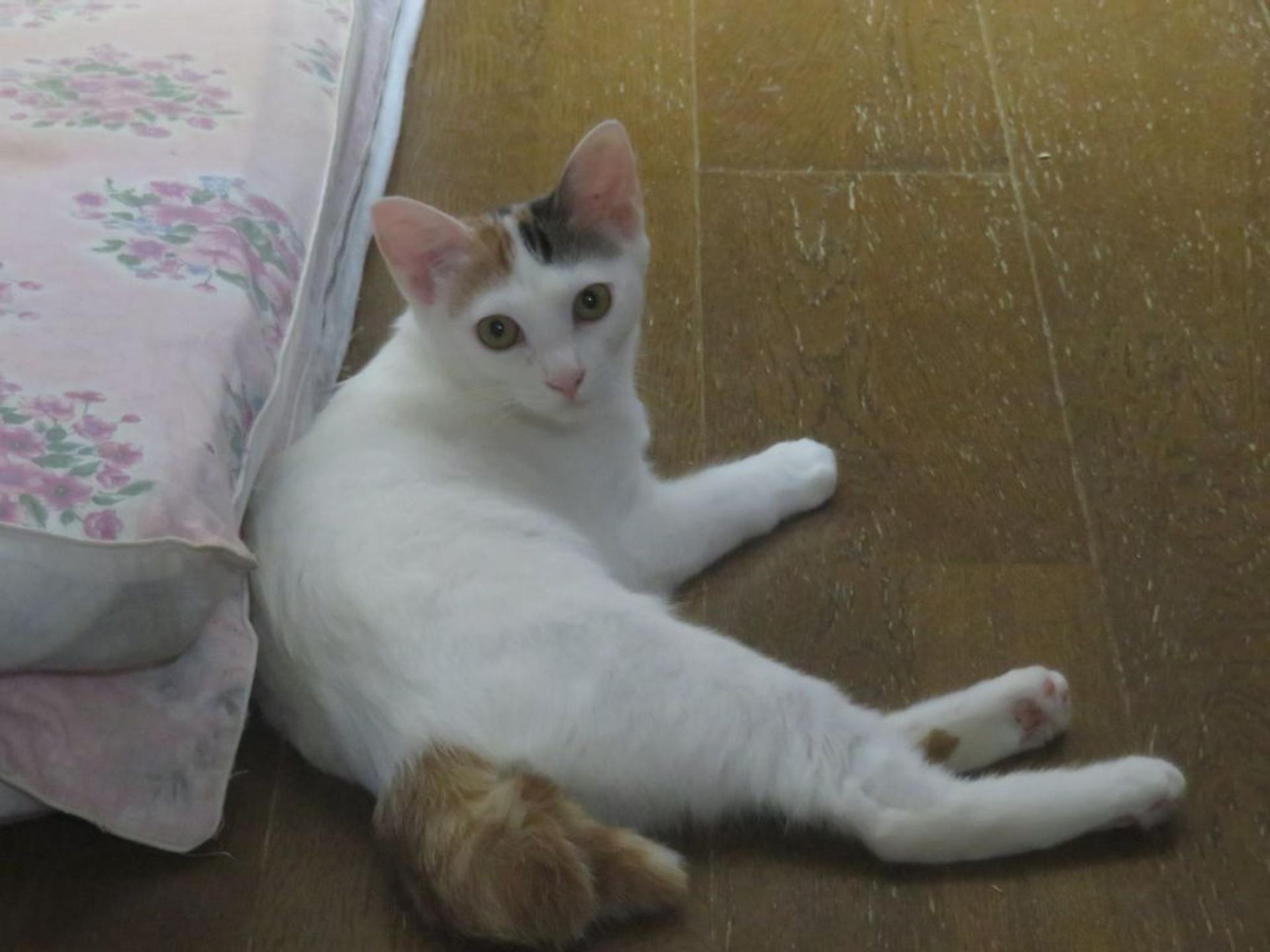 pet-image-3