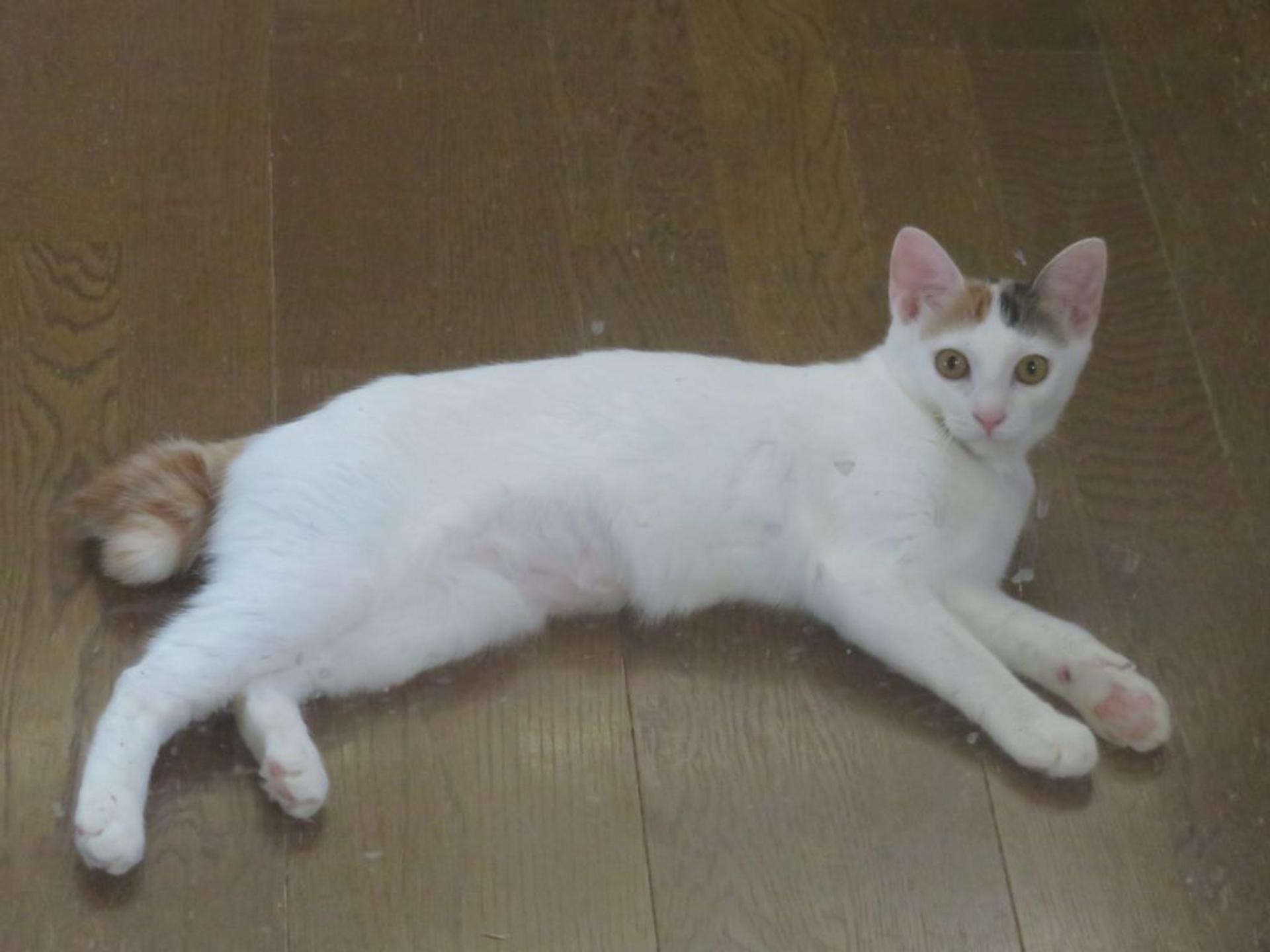 pet-image-4