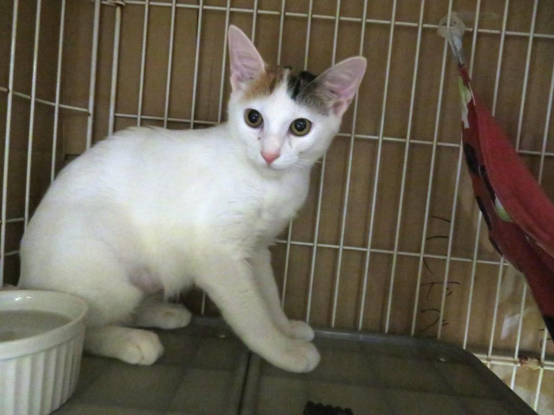 pet-image-6