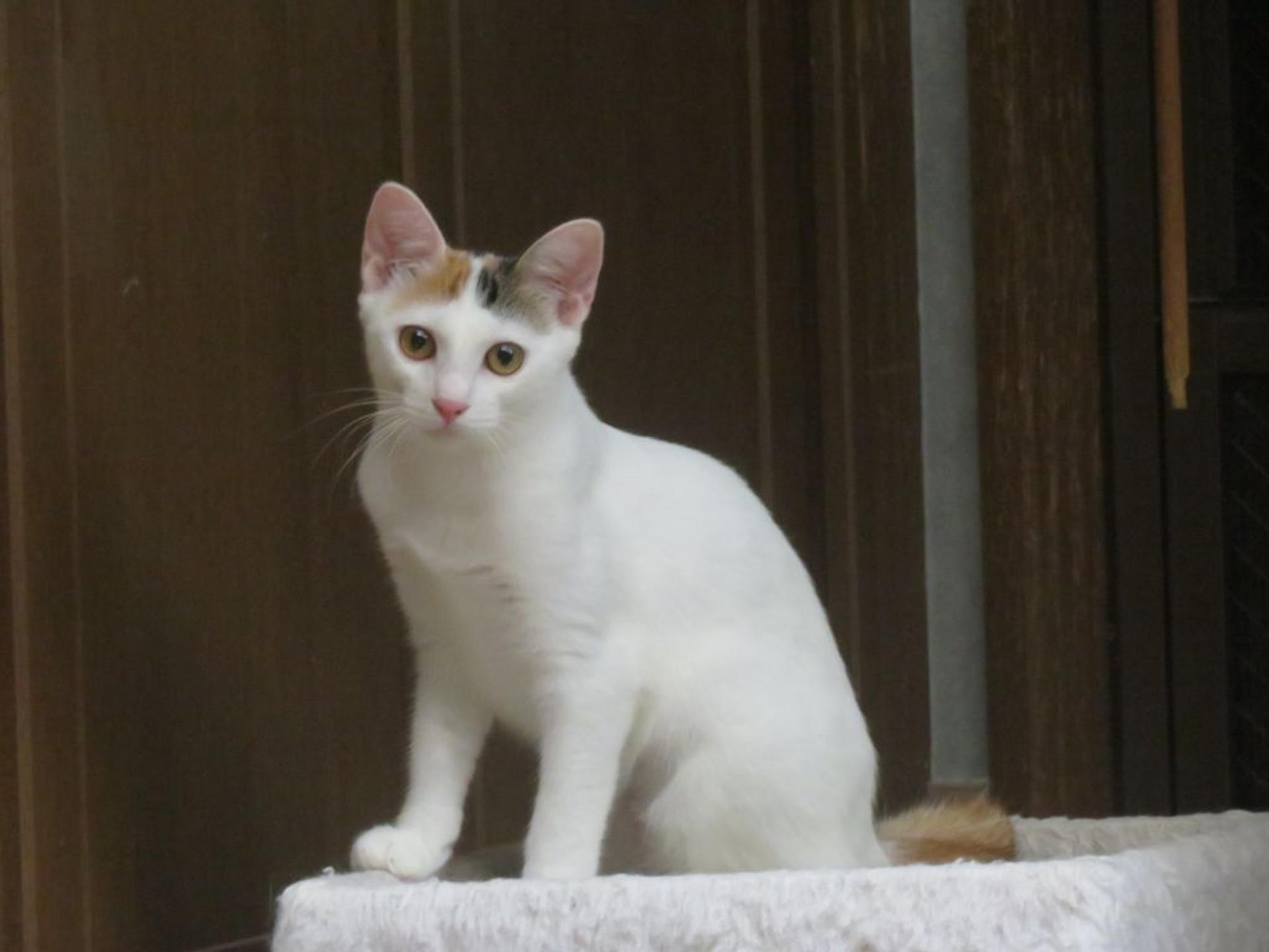 pet-image-7