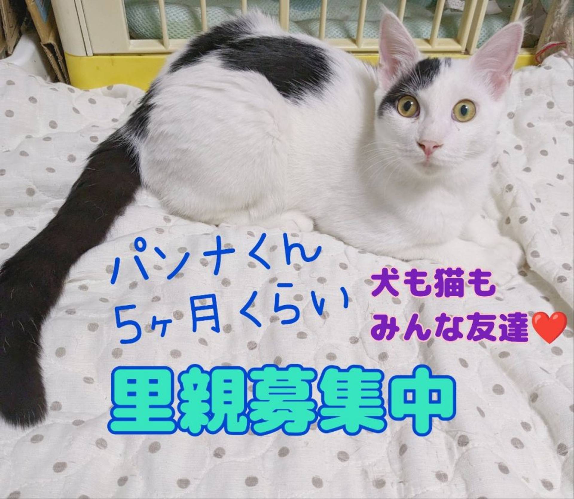 雑種（ミックス猫）・オスの里親募集の写真