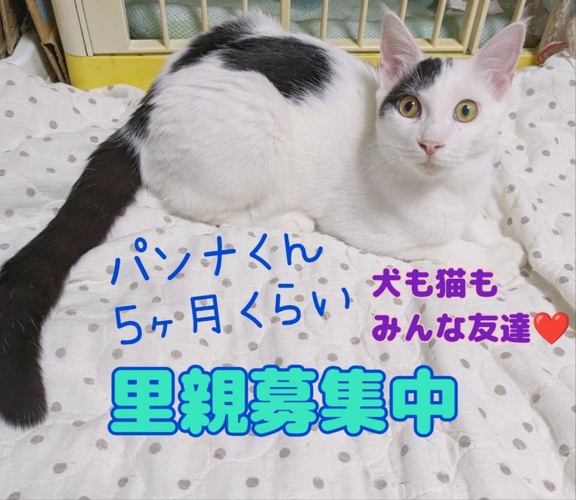 雑種（ミックス猫）・オスの里親募集の写真