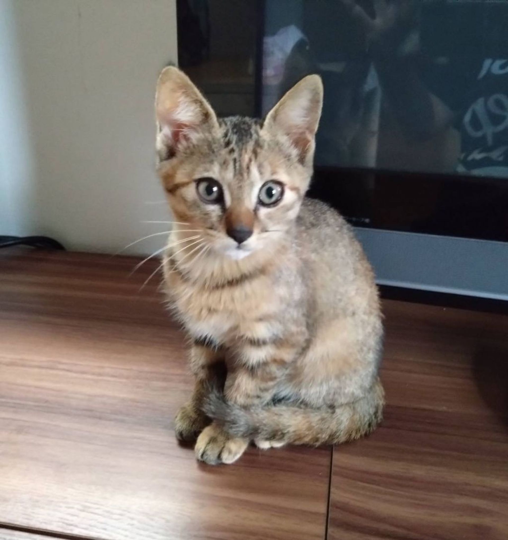 雑種（ミックス猫）・メスの里親募集の写真