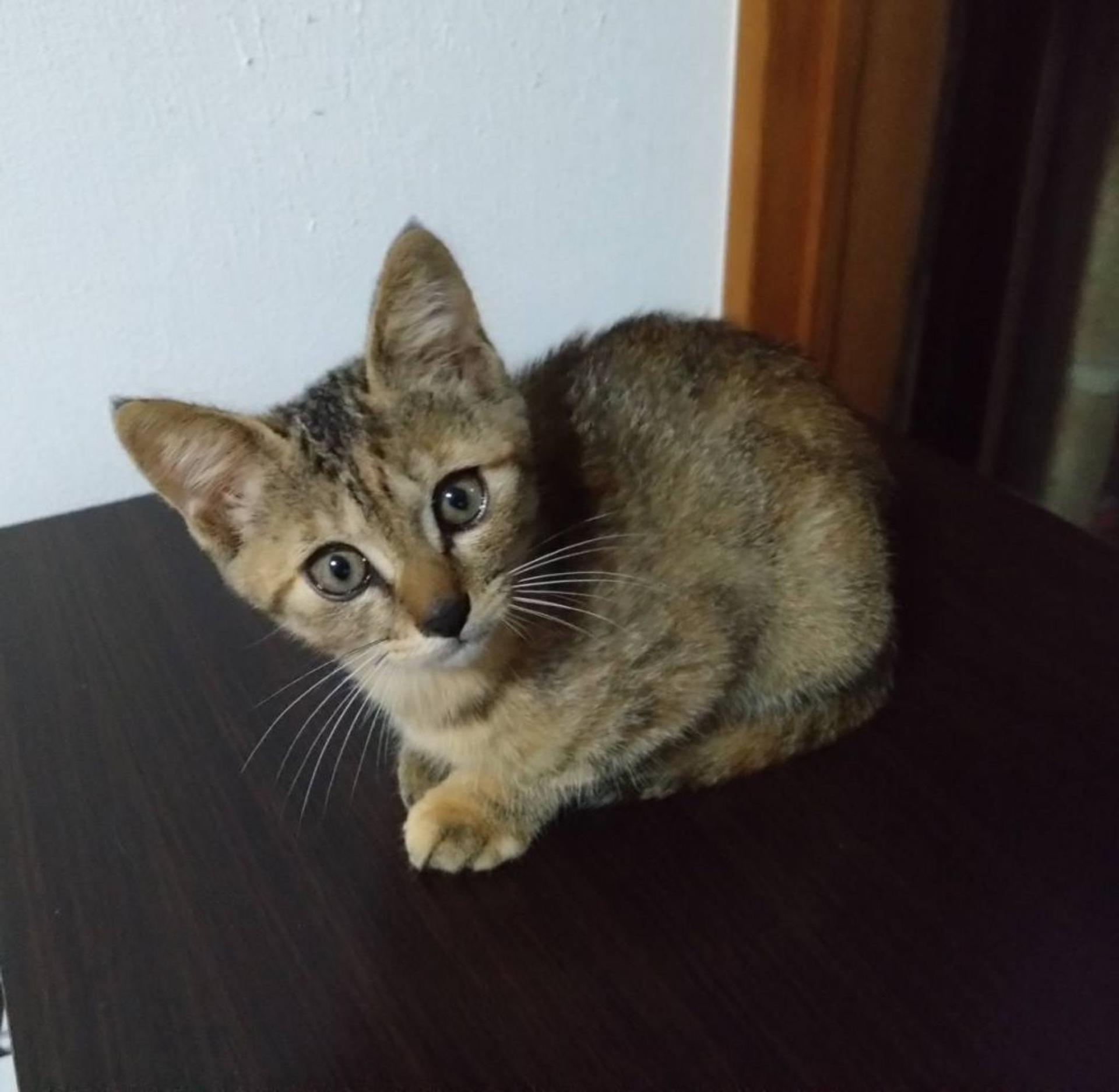 pet-image-3