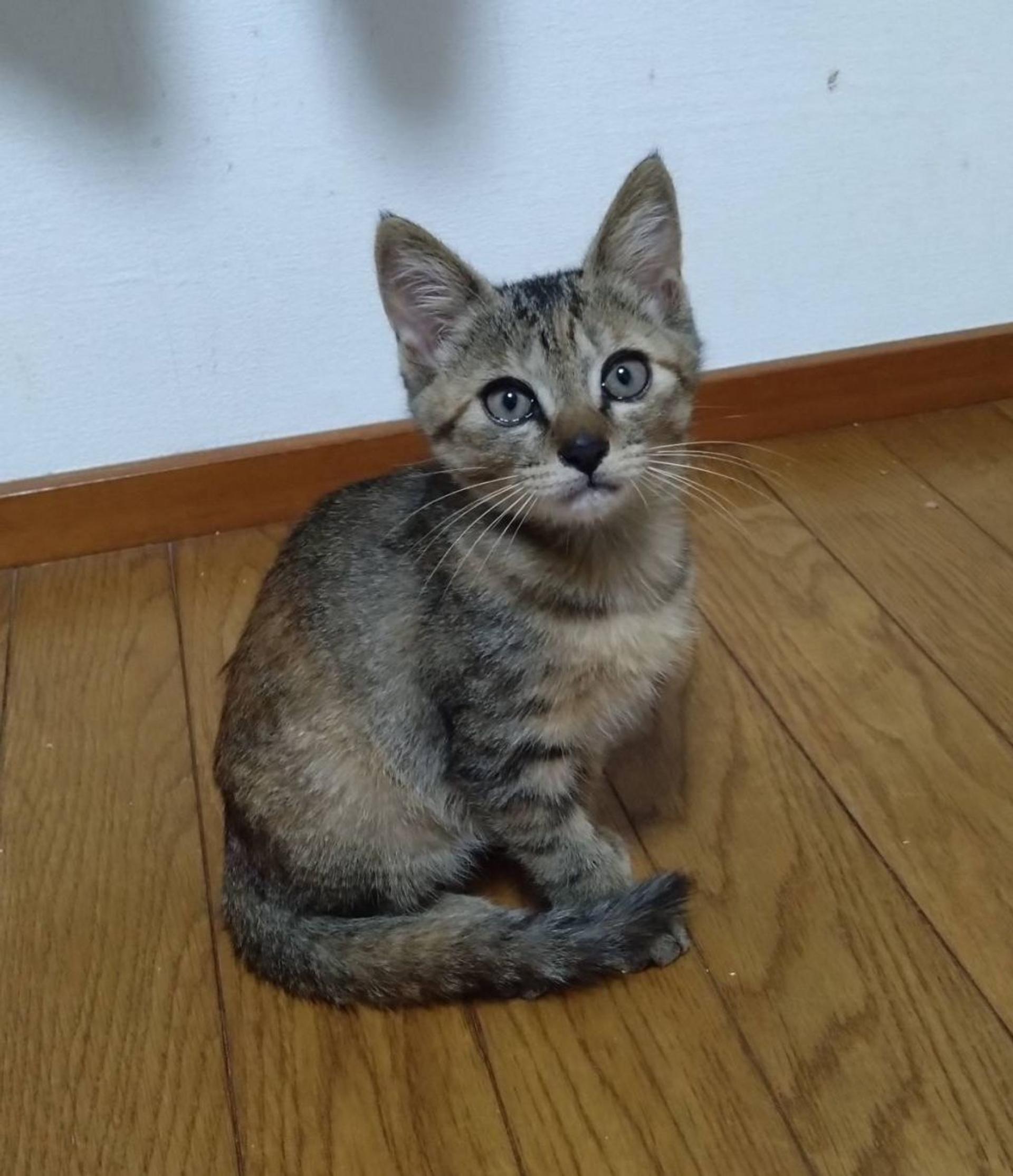 pet-image-4