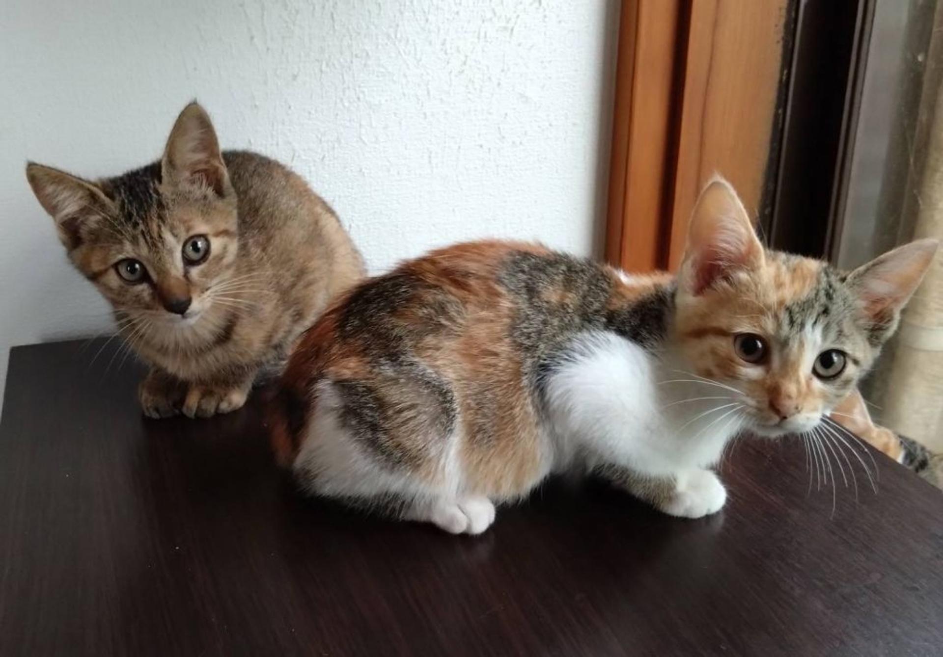 pet-image-6